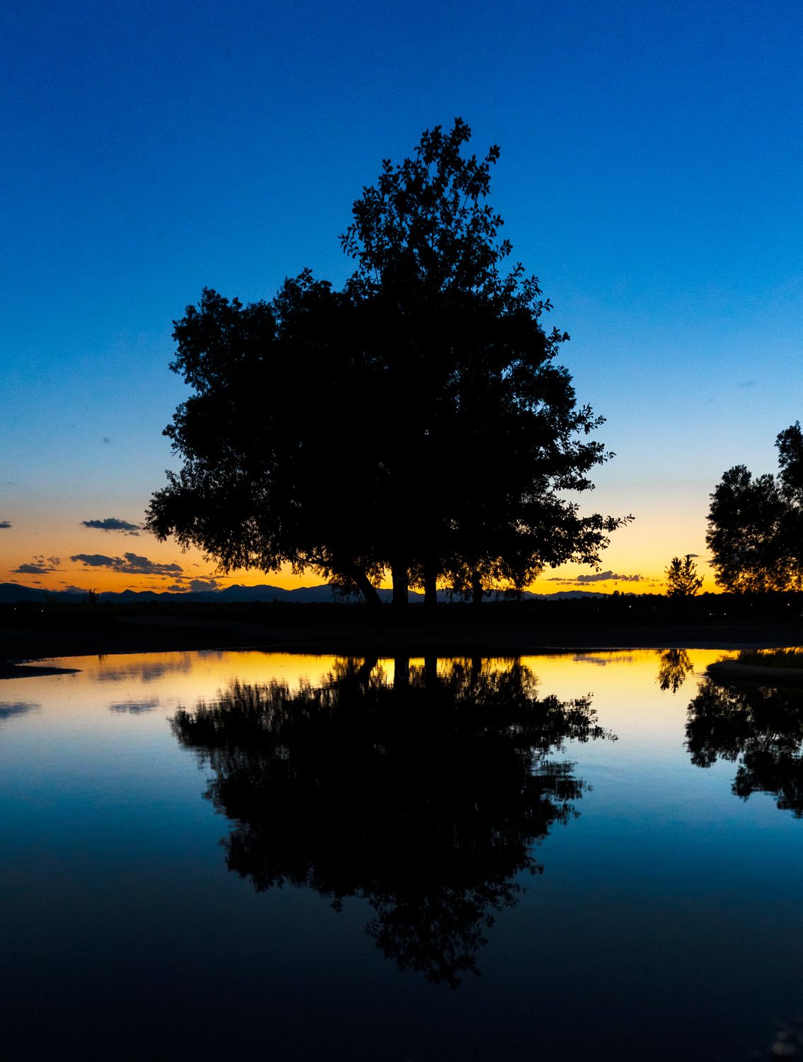 Tree of Life landscape photography by Travis Sean Studios