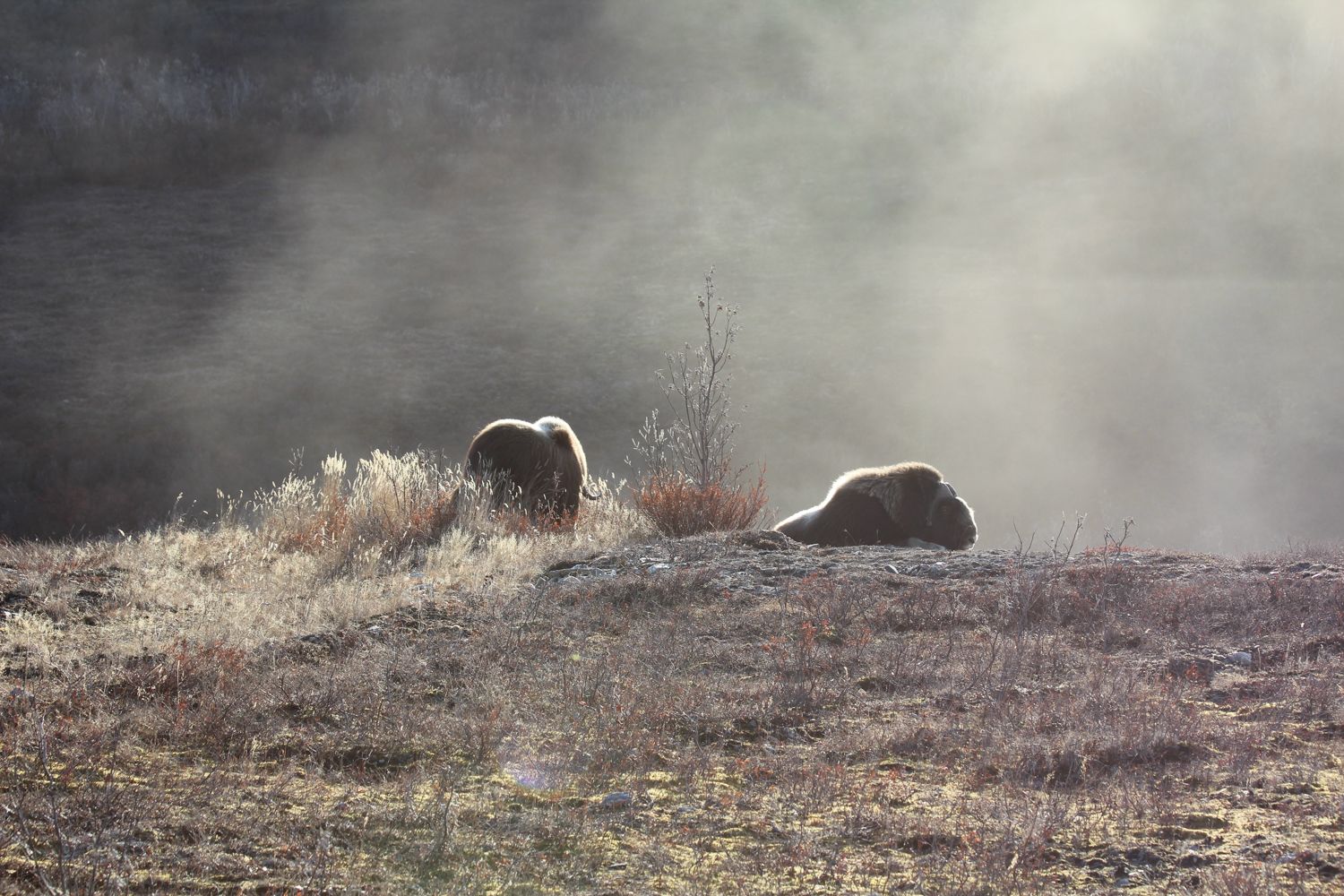 Musk Oxen in Nome Alaska landscape photography by Travis Sean Studios