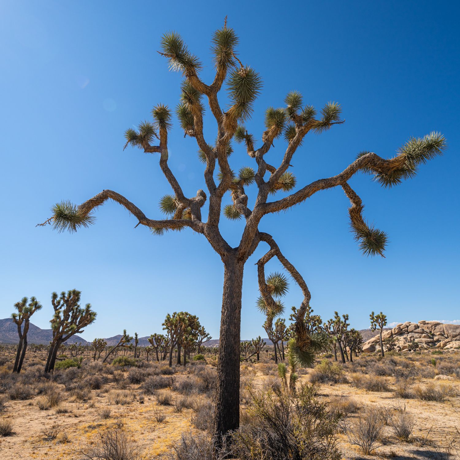 Joshua Tree National Park landscape photography by Travis Sean Studios
