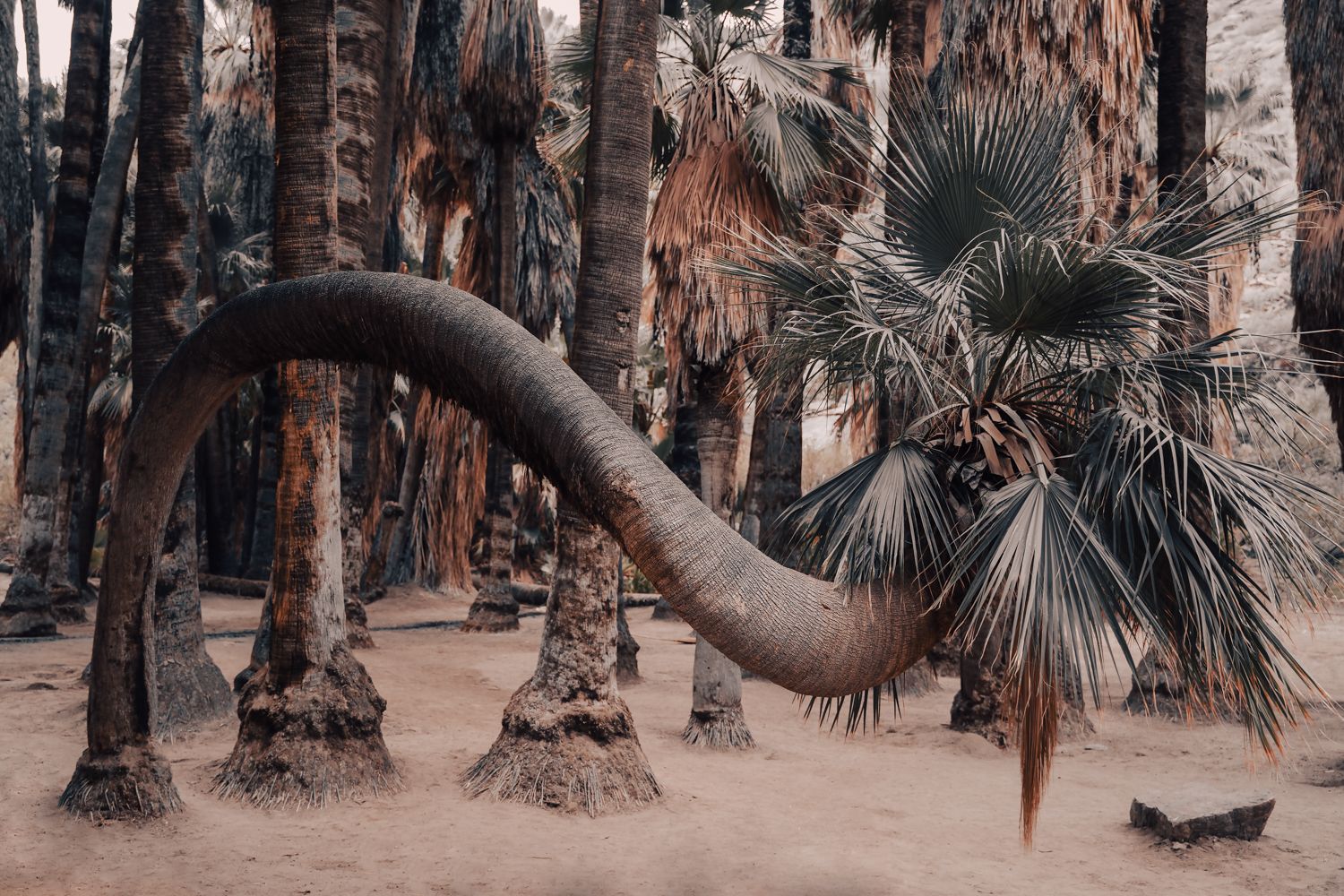 Palm Springs landscape photography by Travis Sean Studios