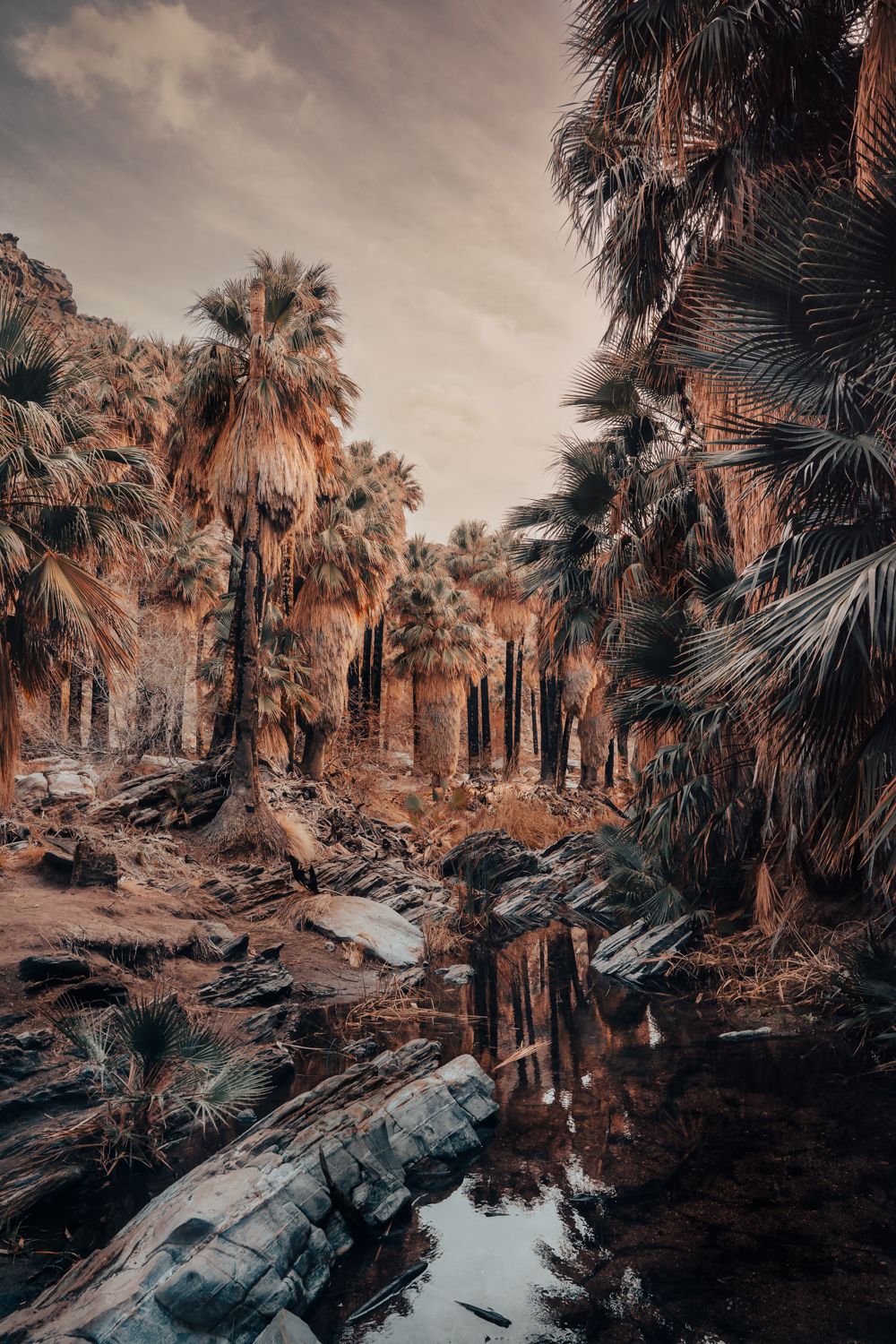 Palm Springs landscape photography by Travis Sean Studios
