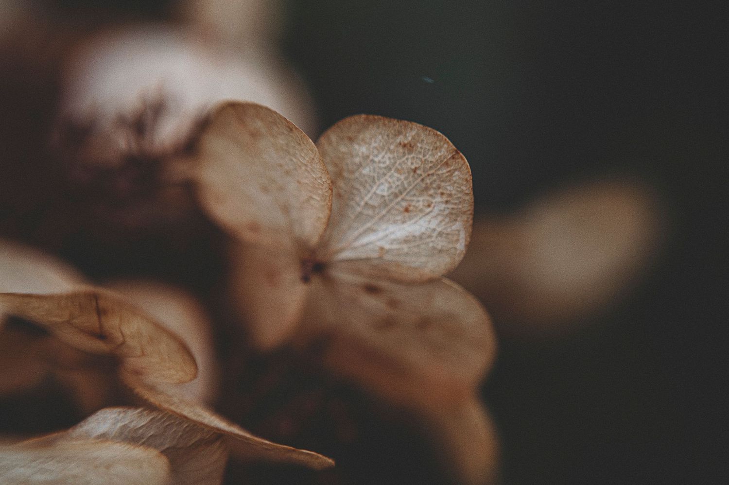 Close-up macro photography of coffee beans with warm brown tones and shallow depth of field.