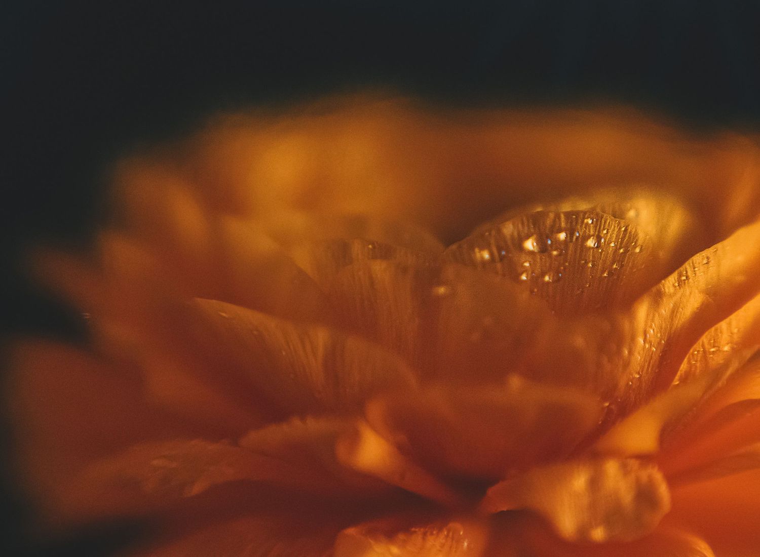 Macro photograph captures vibrant orange flower petals with delicate water droplets in golden sunlight.