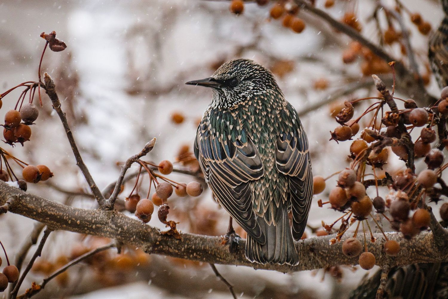 A spotted dove perched on a branch with autumn foliage in the background.