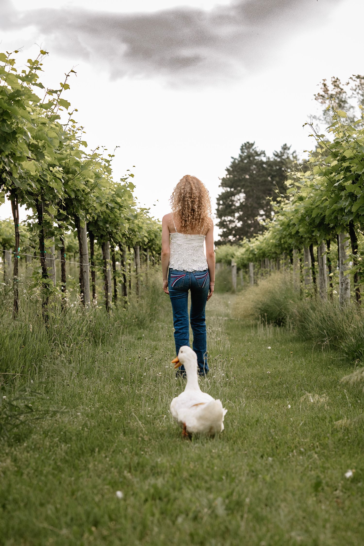 Curly-haired woman in jeans walks with a white goose through lush green vineyard rows under cloudy skies.
