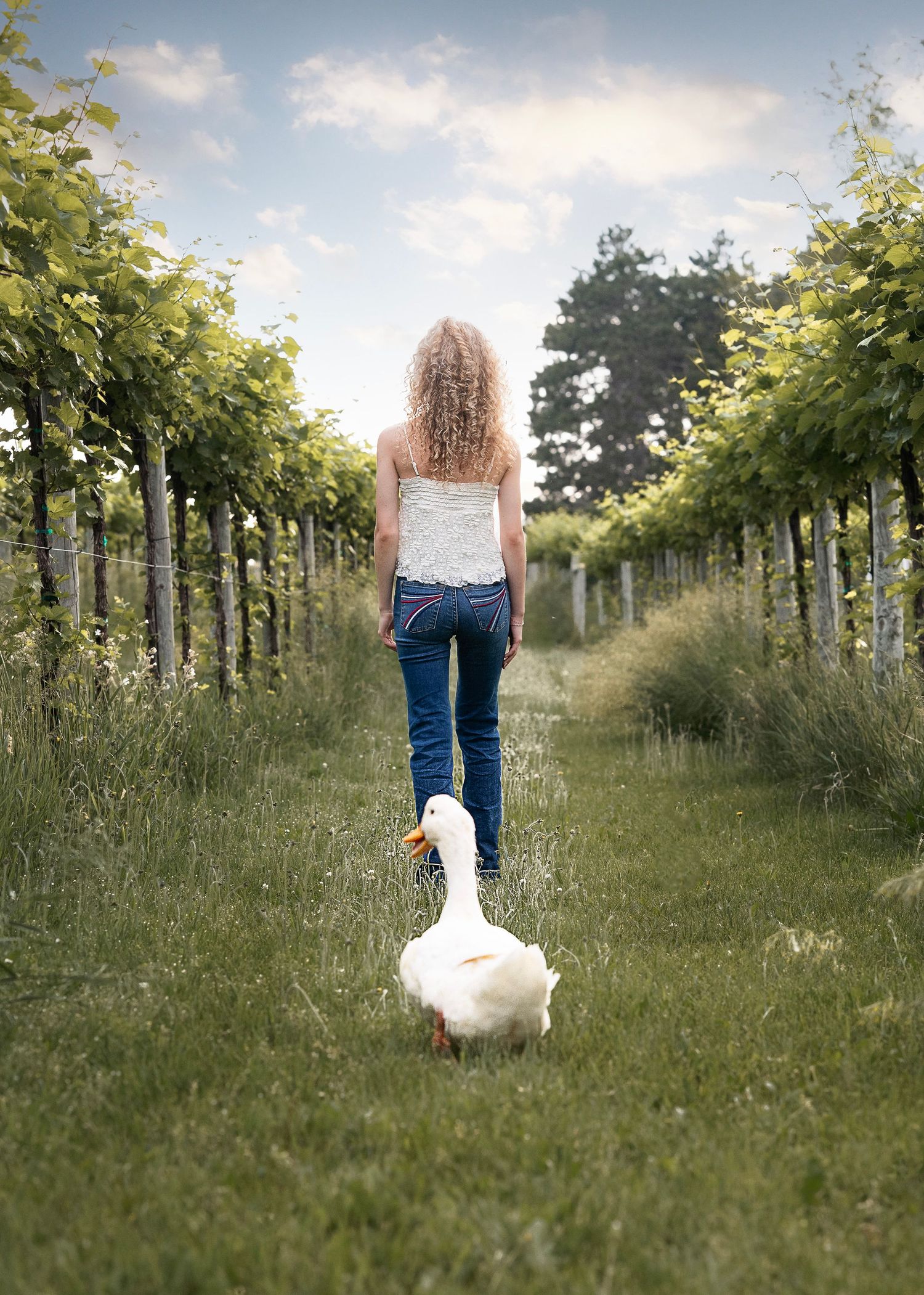 A girl in jeans walks through a vineyard pathway alongside a white goose on a sunny day.