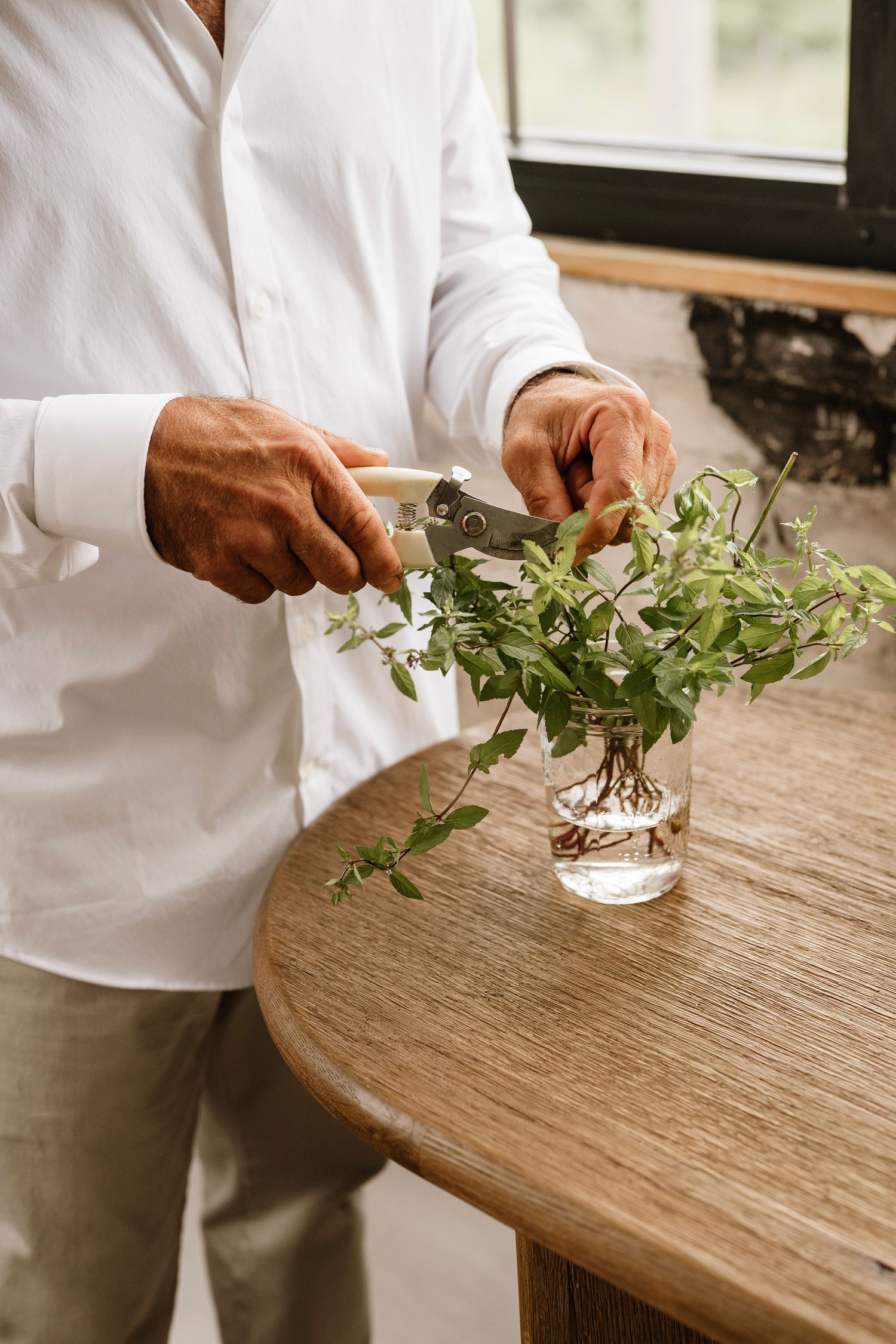Man in white shirt trimming fresh green herbs in a glass vase on a wooden table.