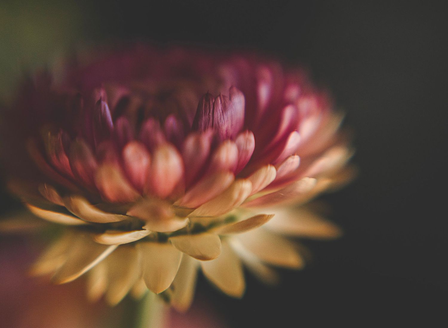 Macro photography sequence shows a pink and yellow chrysanthemum flower blooming in six progressive stages.