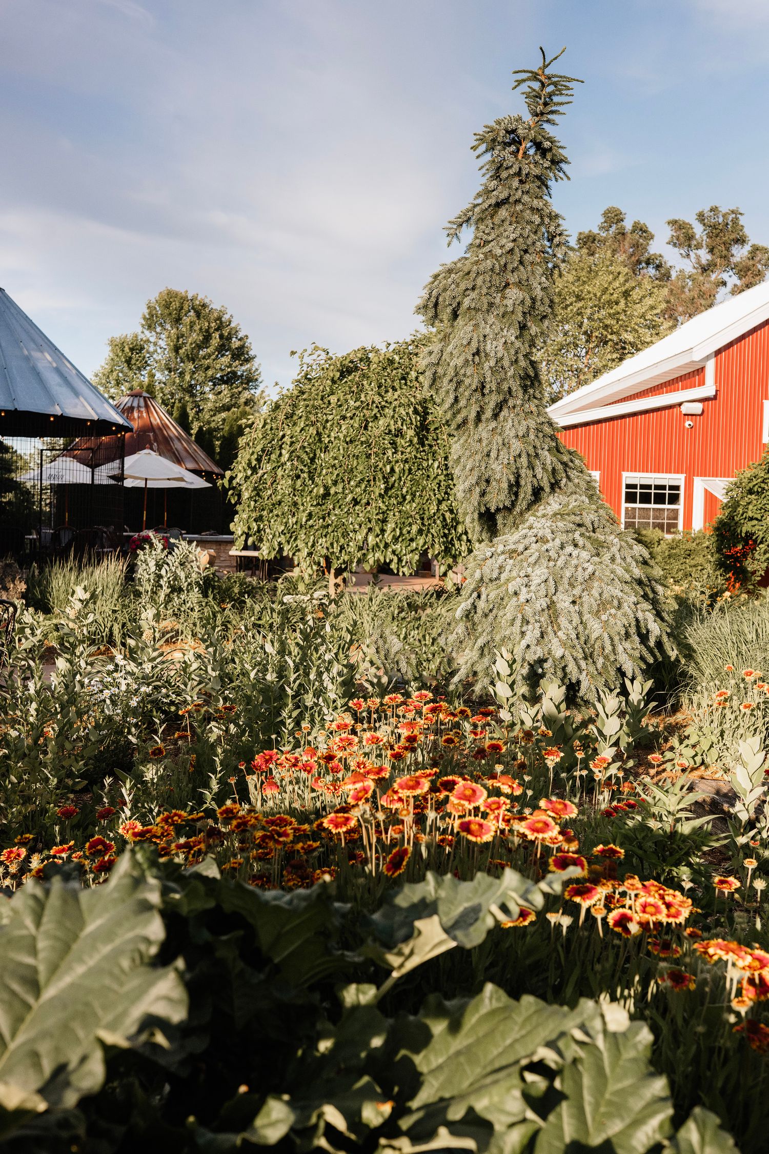 Lush garden with orange flowers, weeping evergreen tree, and red barn under a partly cloudy sky.