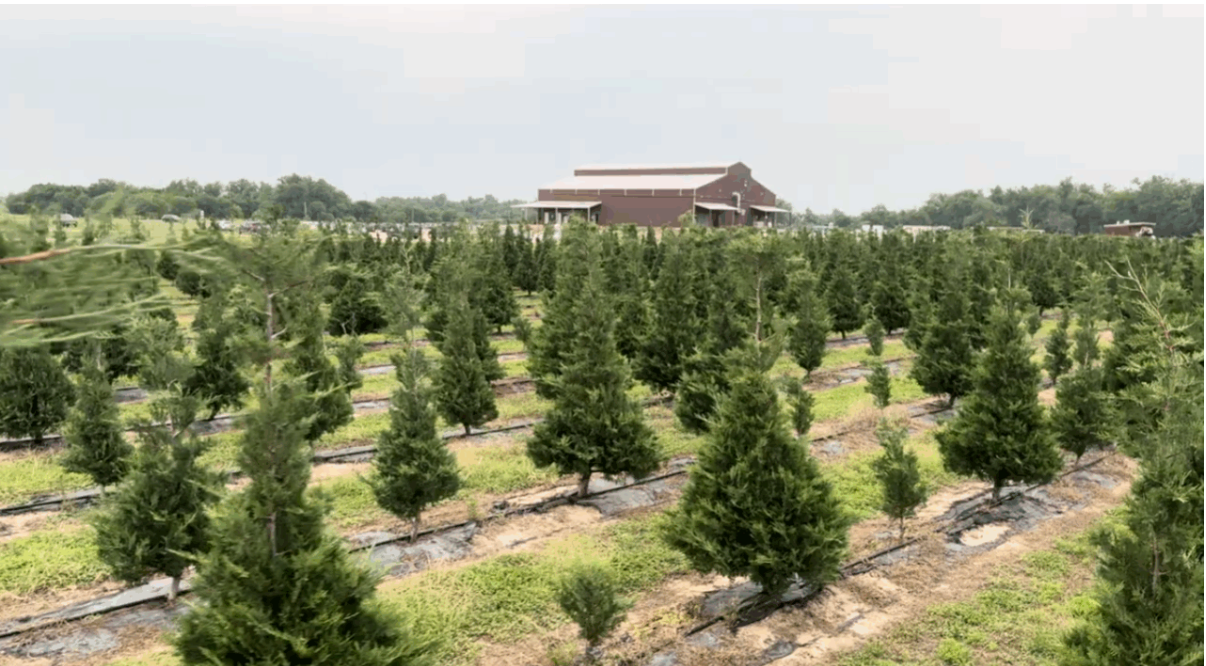Rows of lush green Christmas trees growing on a farm with a large barn building visible in the background.