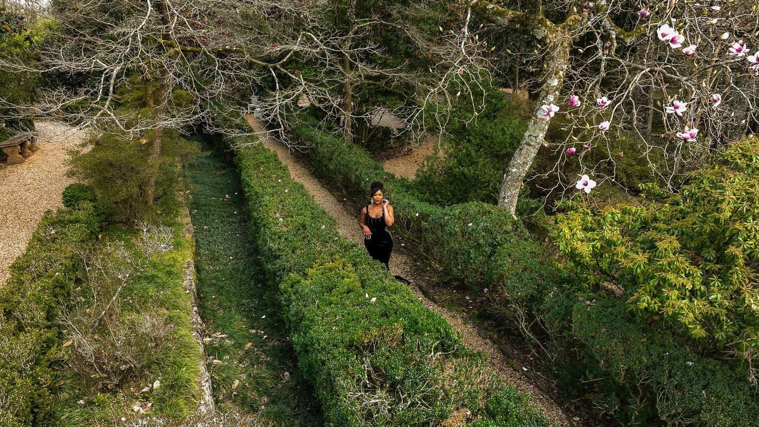 Aerial view of a person walking along a lush green pathway between rows of tea plants in a garden.
