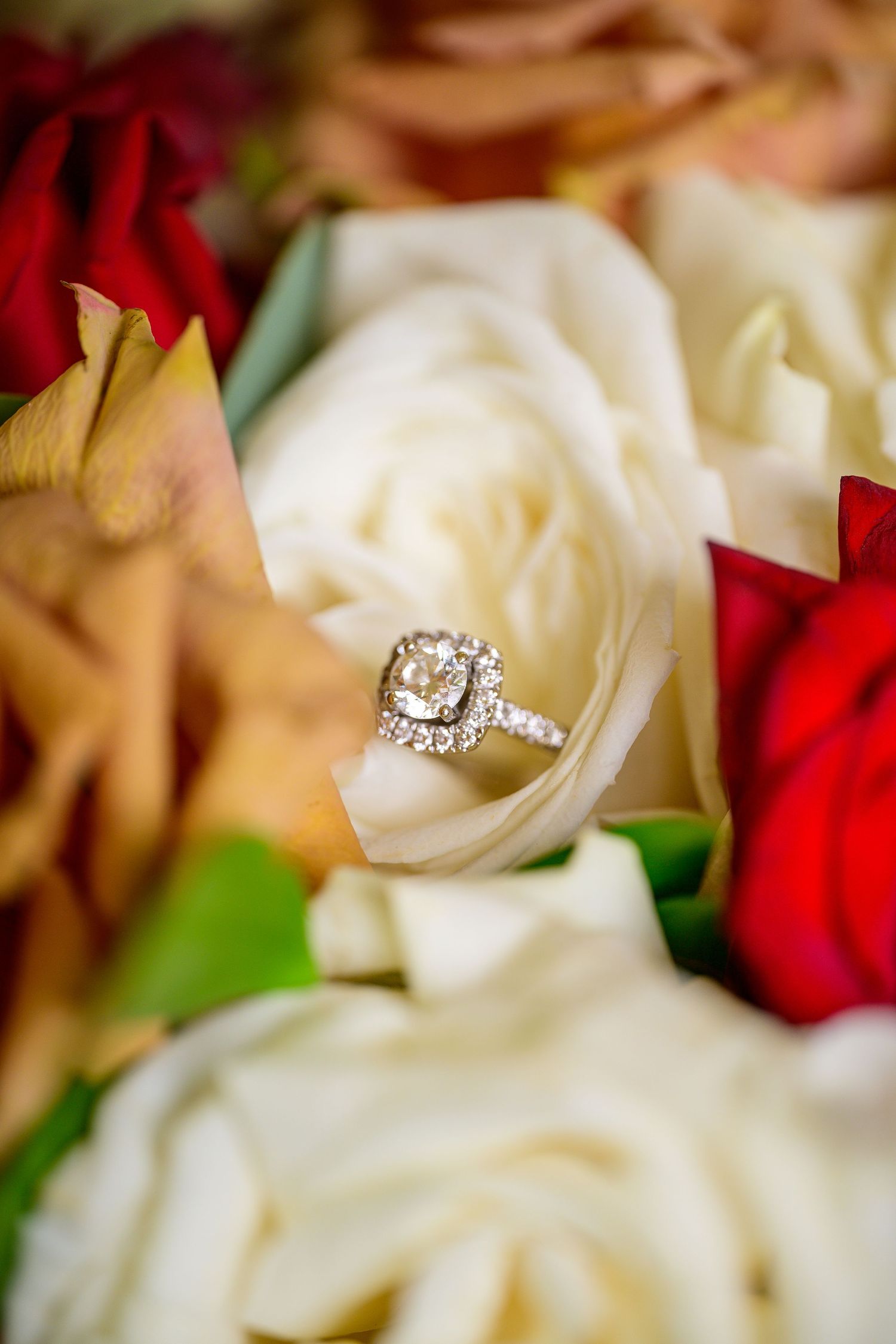 Diamond engagement ring nestled among white and red rose petals.