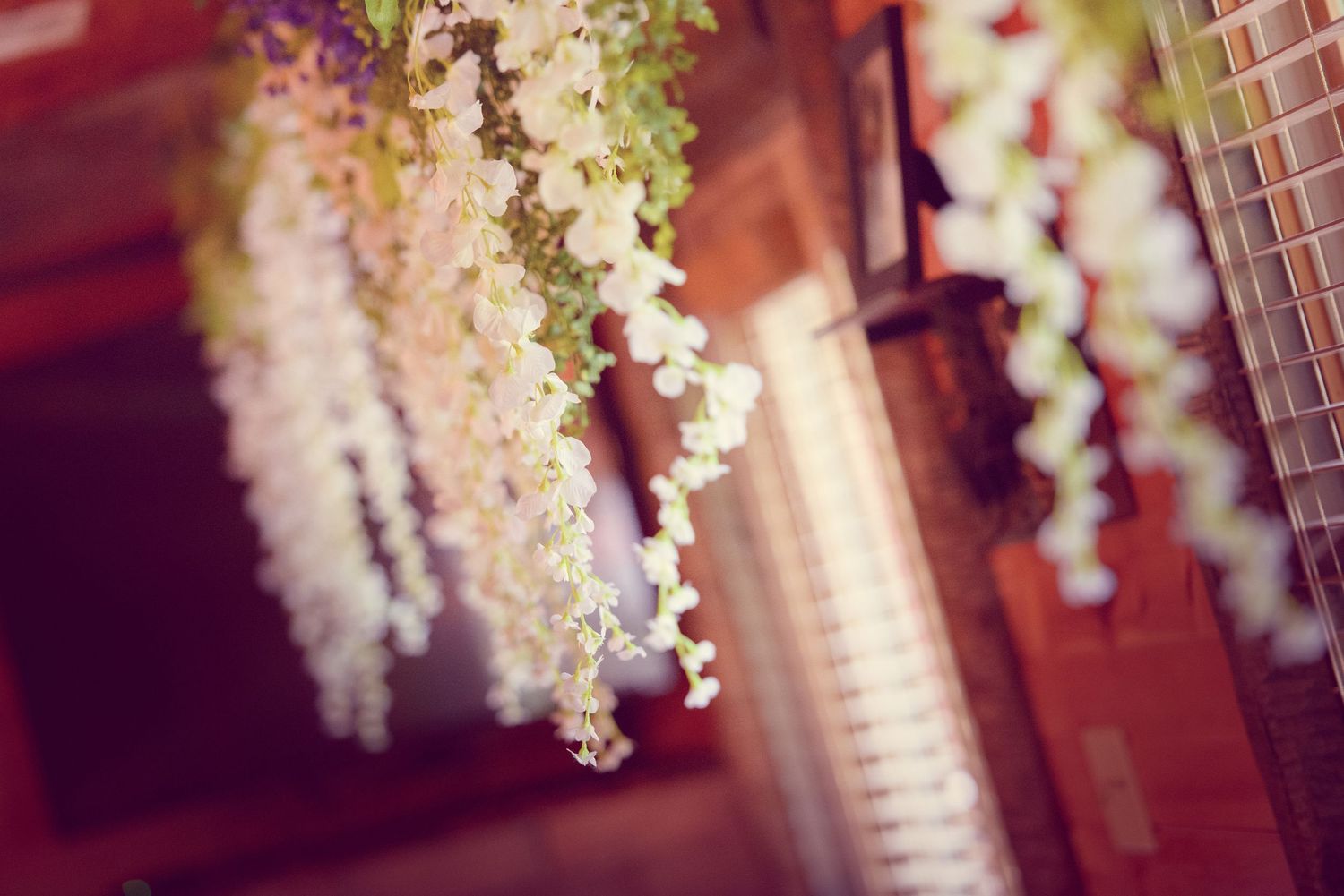 Cascading white wisteria flowers hang delicately against a blurred warm-toned background in Townsend TN.