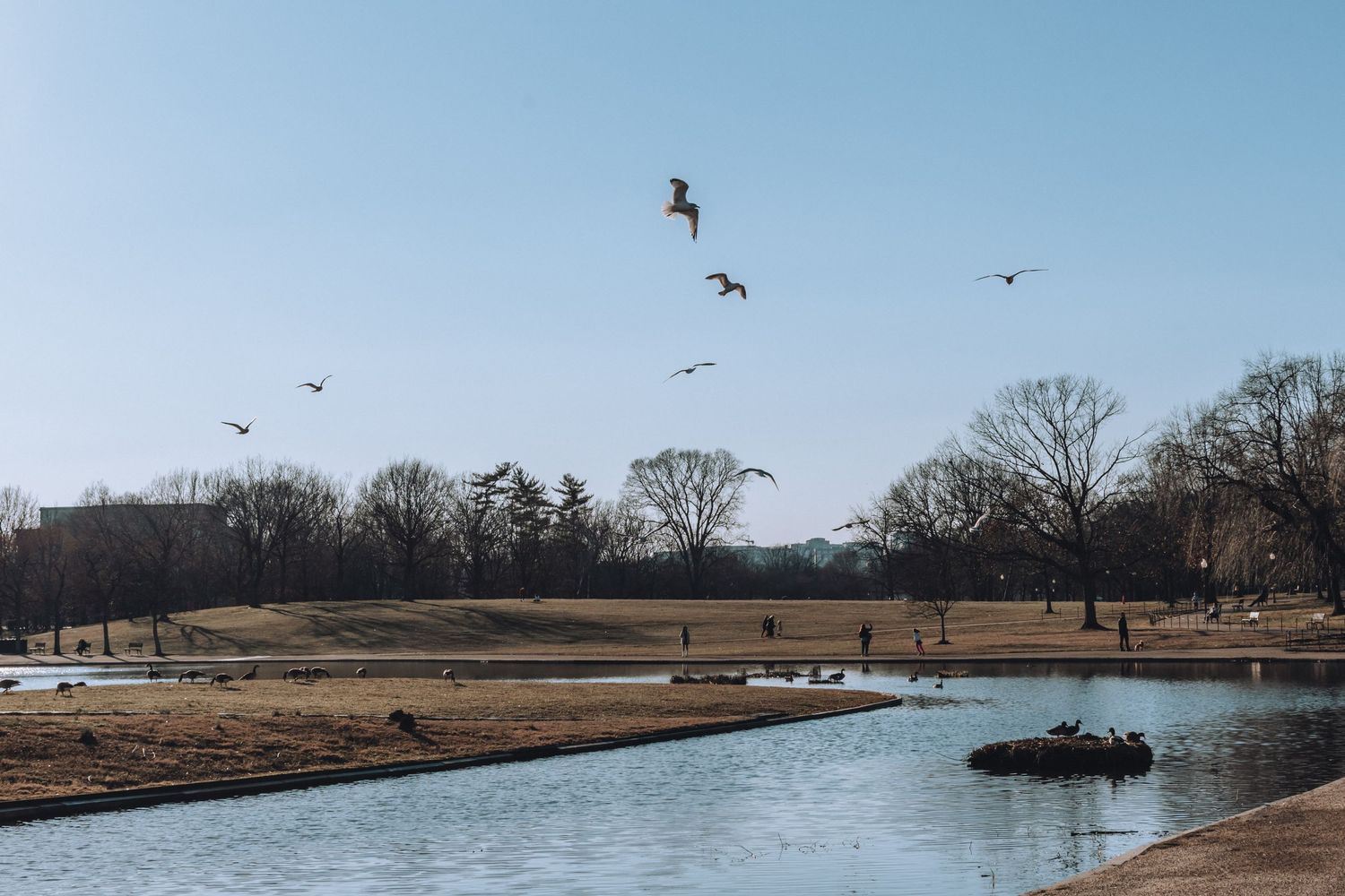 Seagulls flying over reflecting pool with bare winter trees lining the shore.