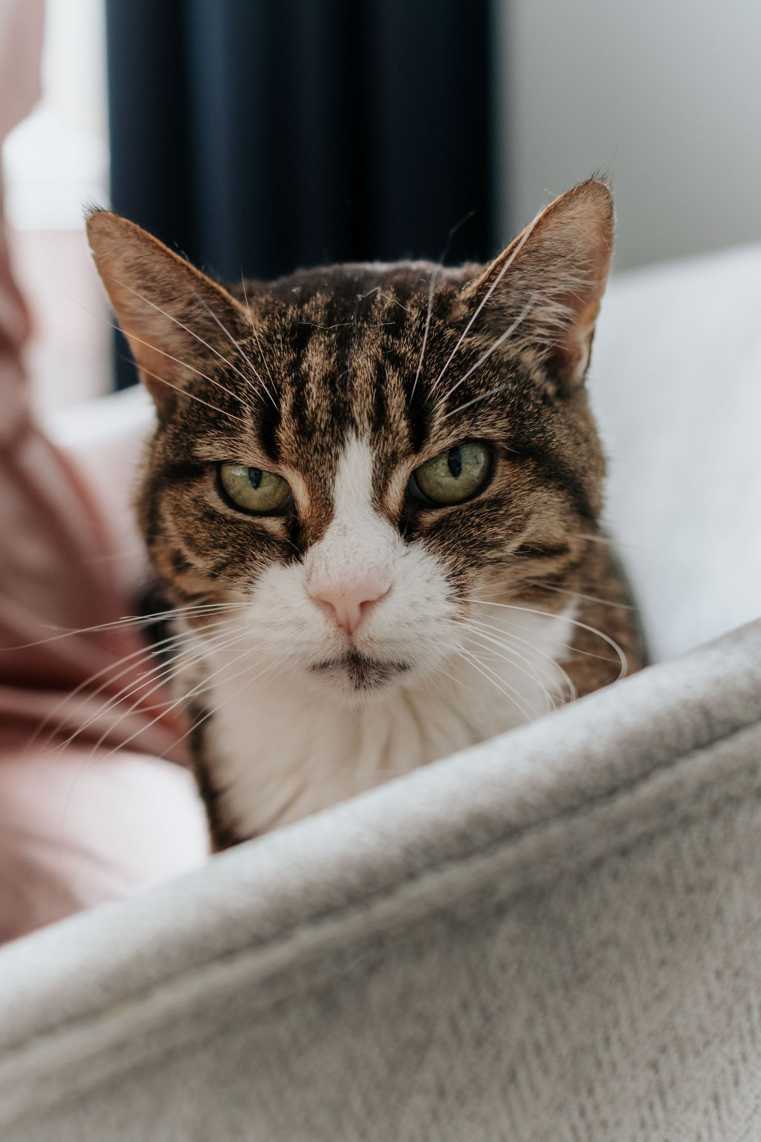 Close up portrait of a tabby and white cat with green eyes looking at camera while resting on a light colored fabric.