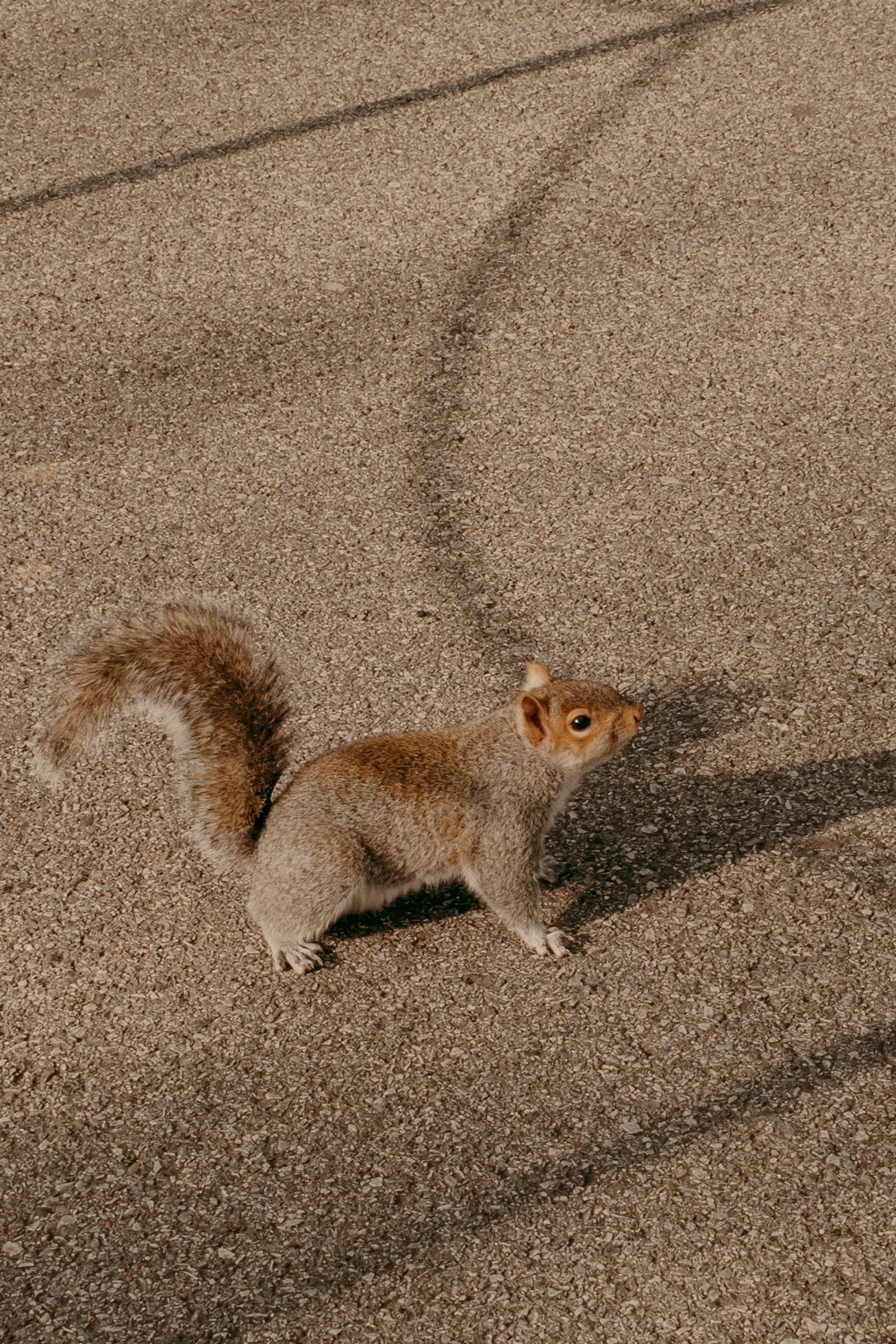 Brown squirrel stands alert on concrete pavement casting a long shadow.