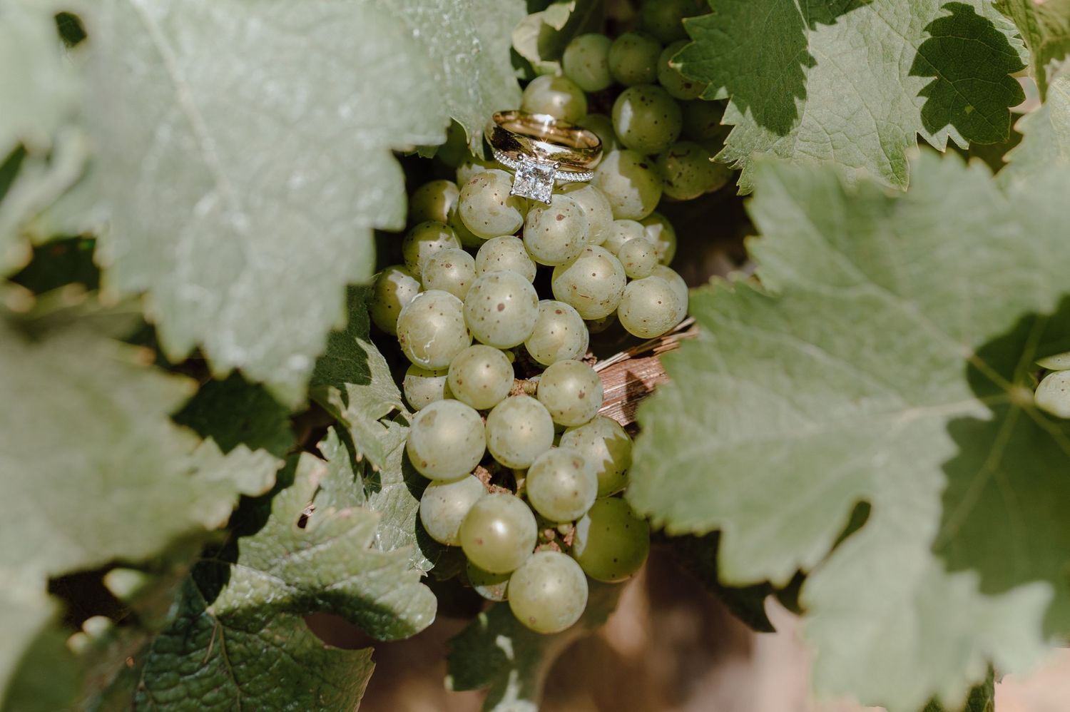 Fresh white grapes growing on grapevines with green leaves in a vineyard setting.