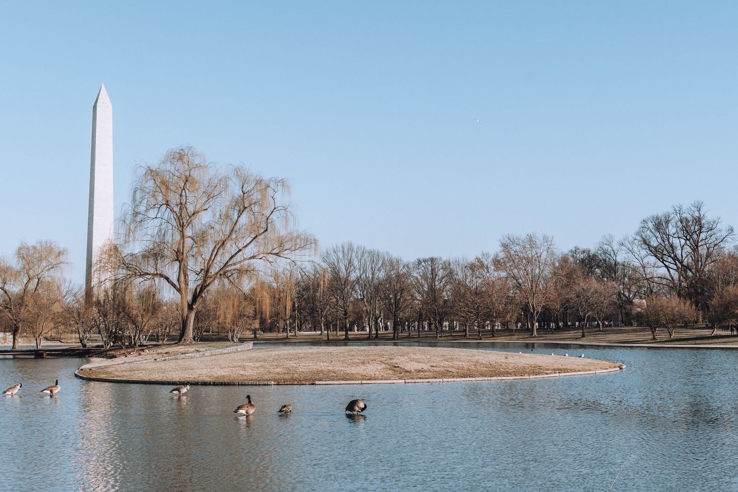Washington Monument rises above reflecting pool with geese swimming in winter scene.