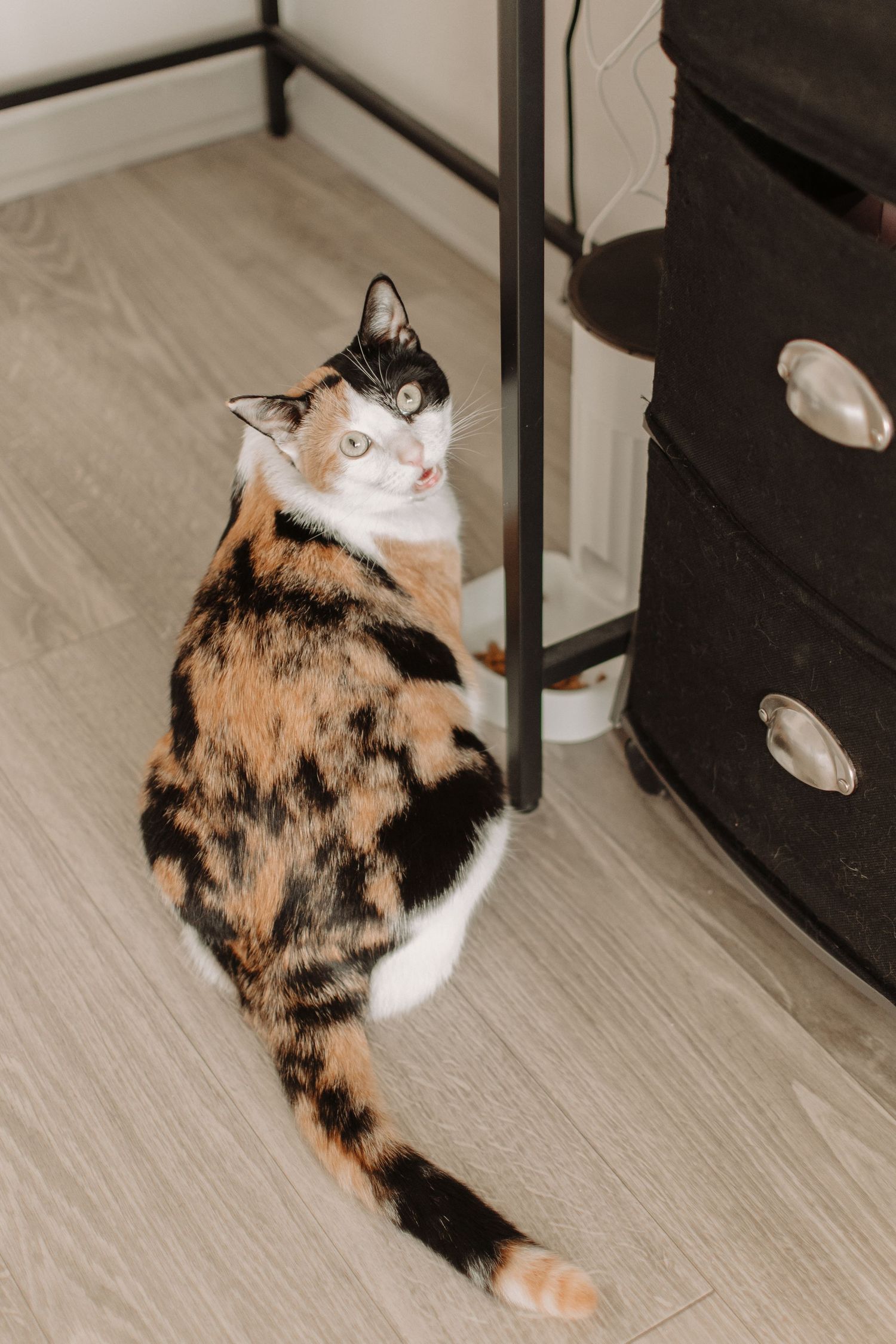 A calico cat with orange, black and white fur sitting on a light wooden floor next to a dark dresser.