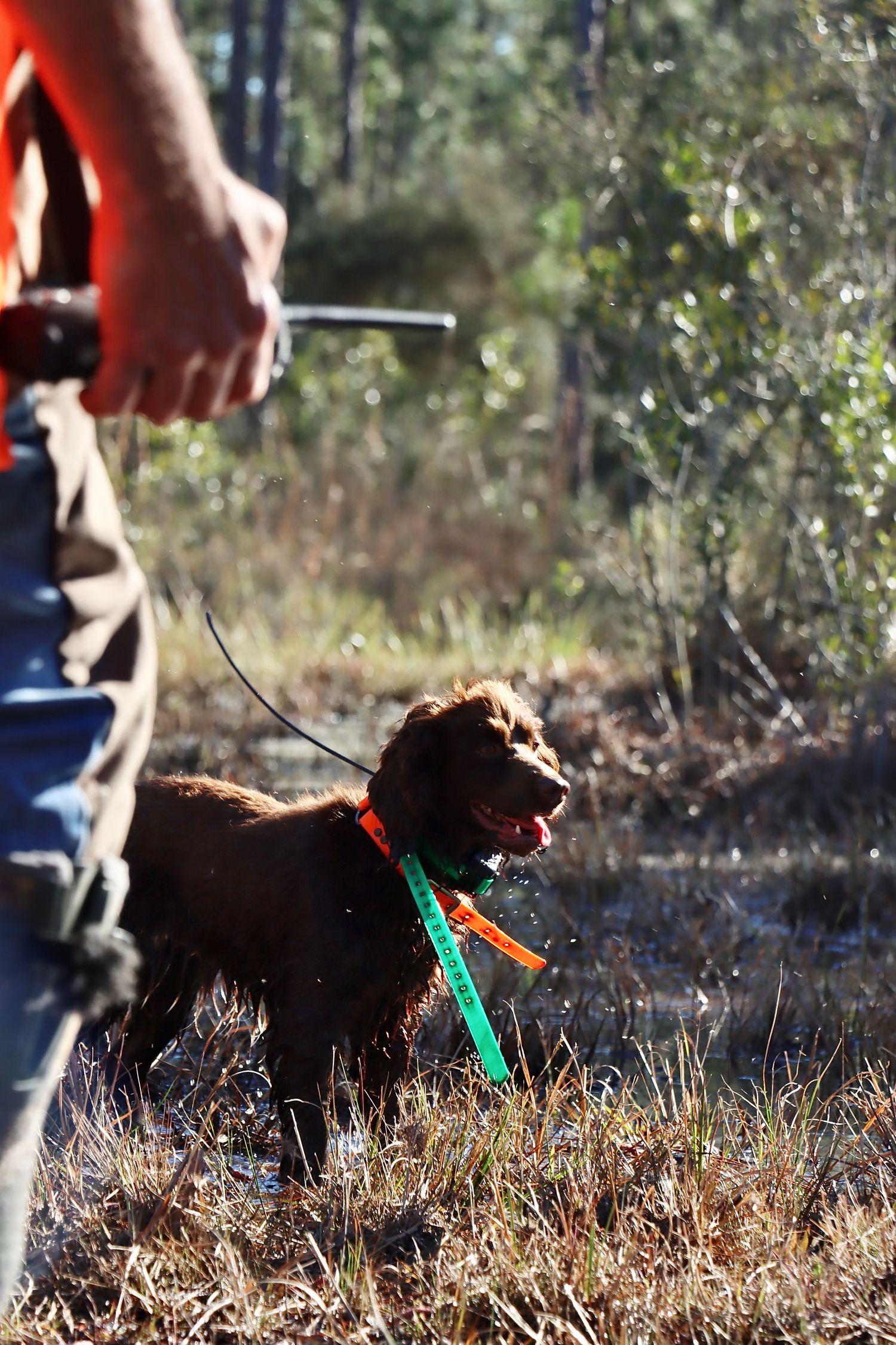 Quail Hunt