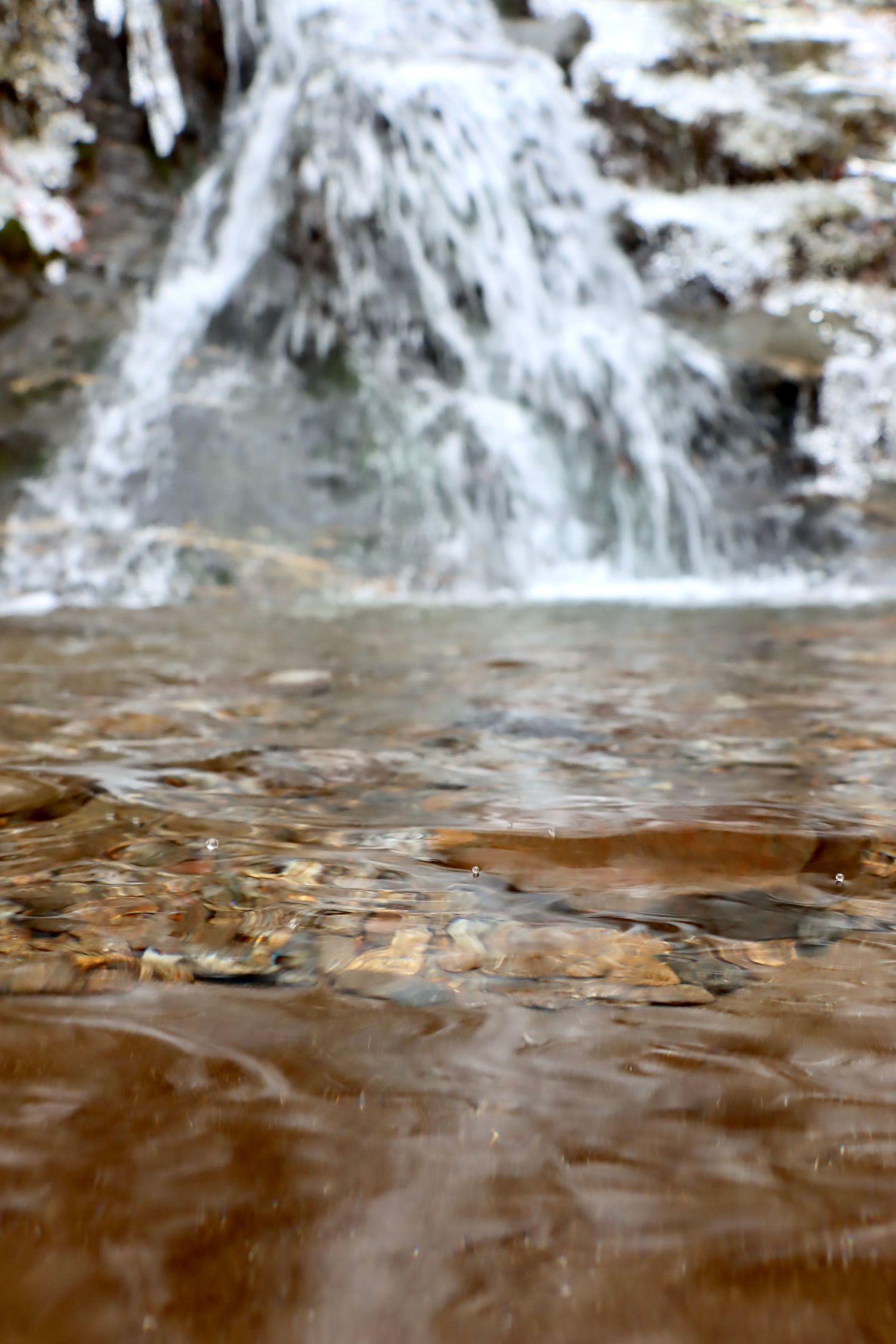 GA Fly Fishing