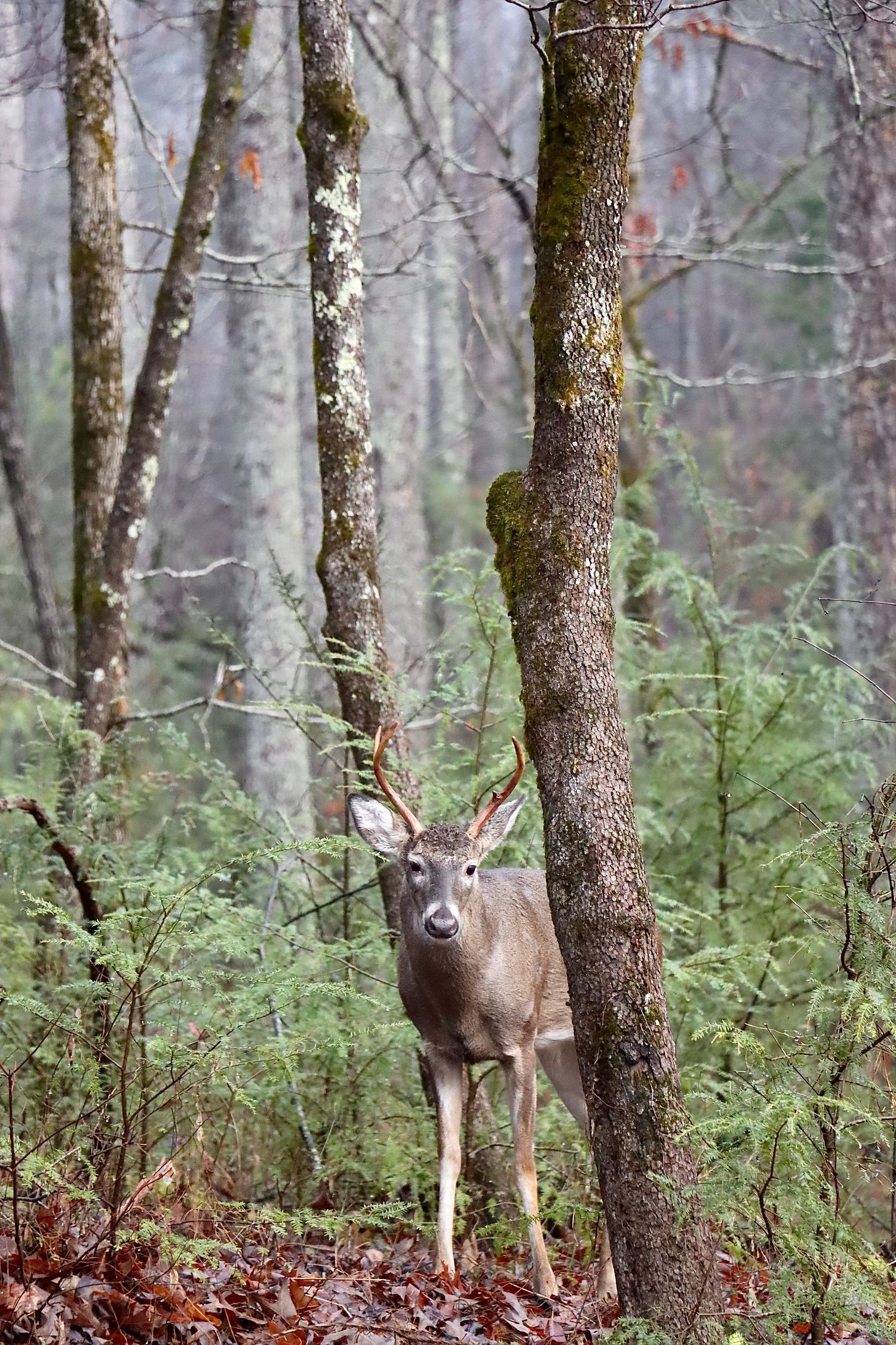 Tennessee Rambler