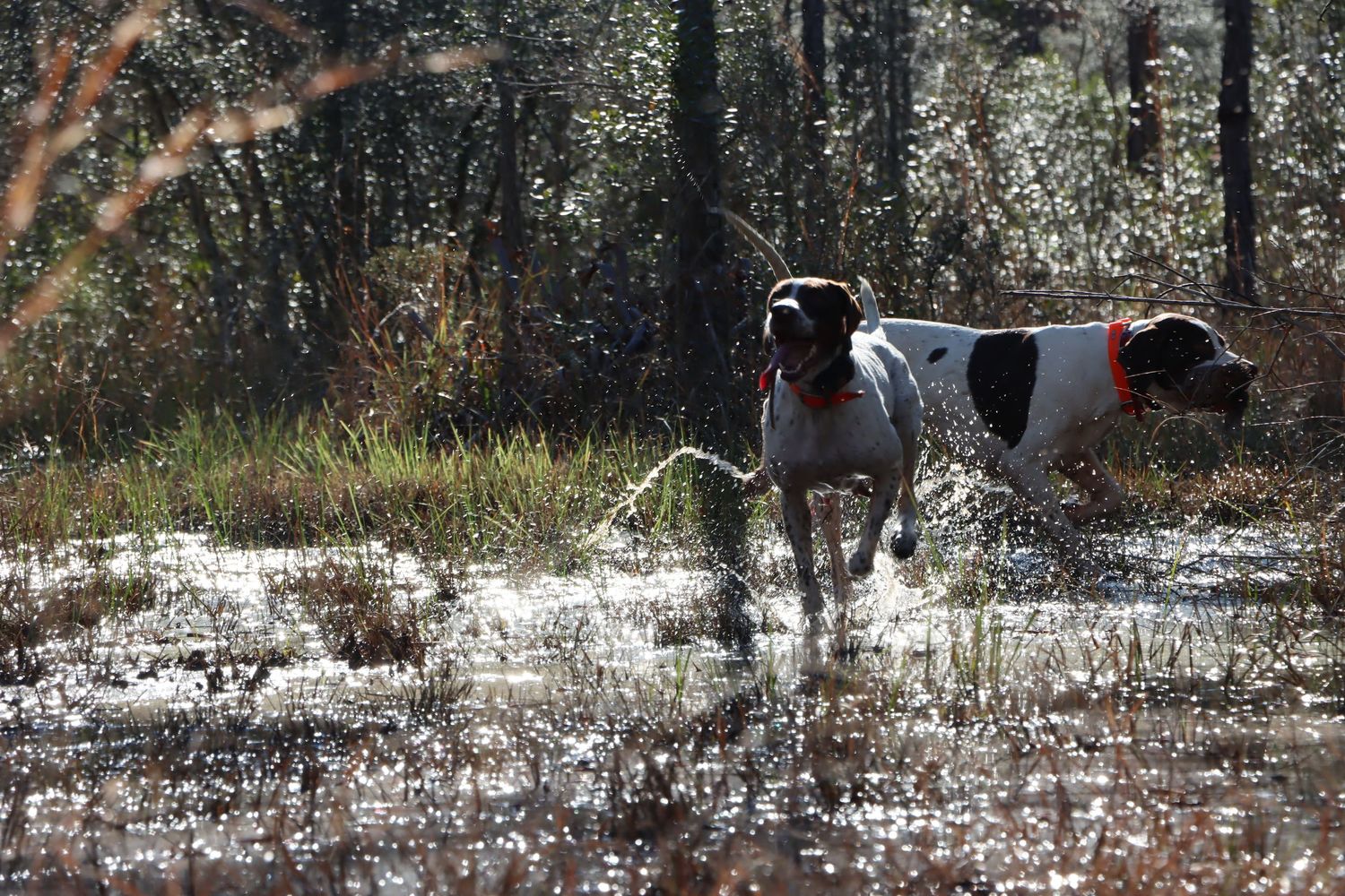 Quail Hunt