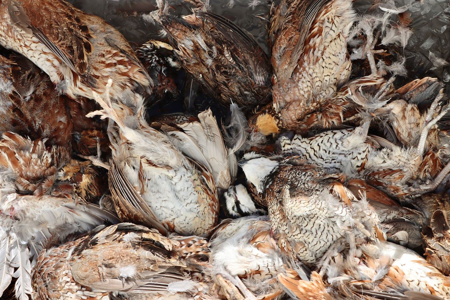 Quail Hunt