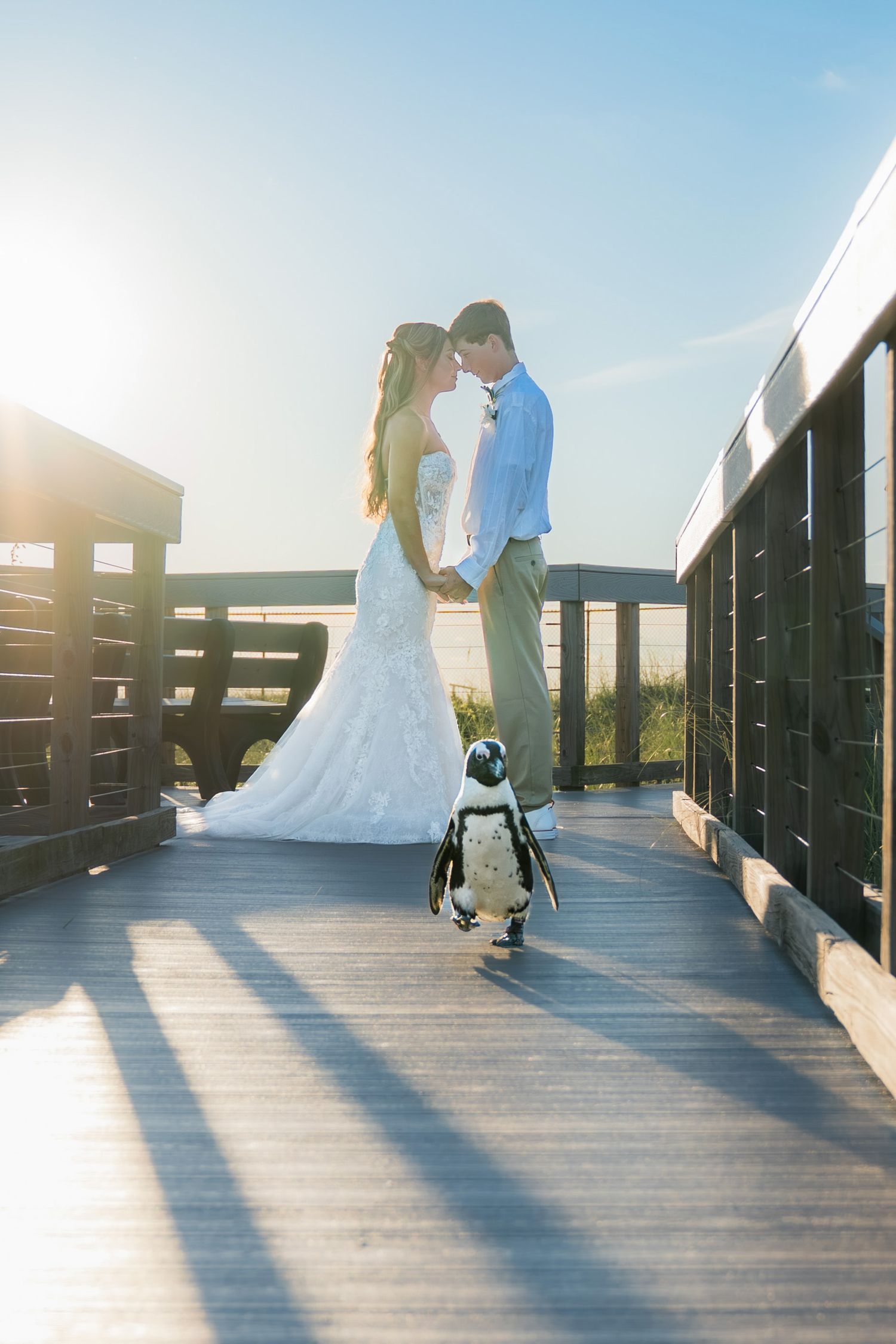 A bride and groom share a romantic moment on a boardwalk while a penguin walks toward them on their wedding day.