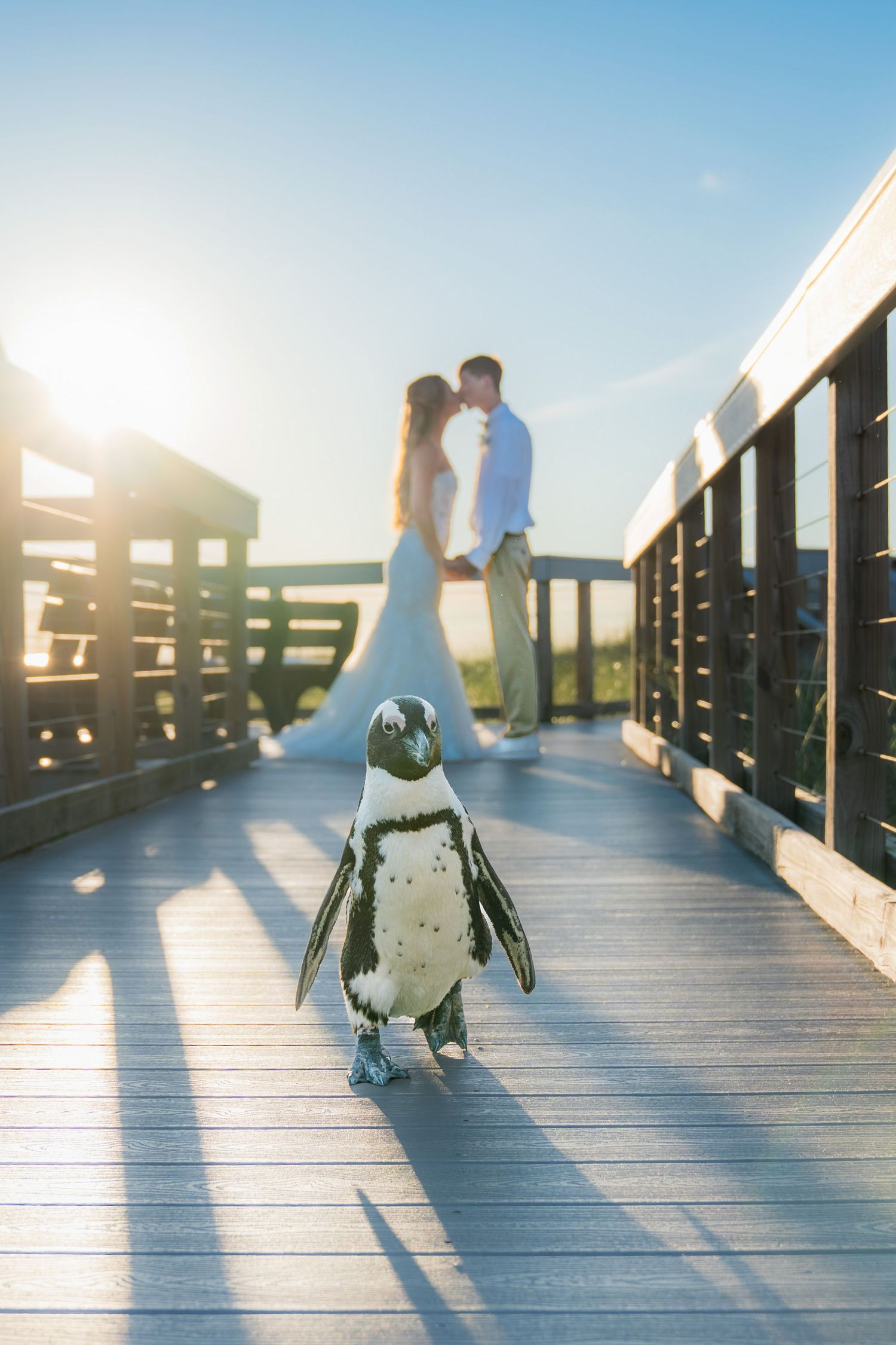 A penguin stands on a sunny boardwalk while a couple kisses in the background during their wedding.