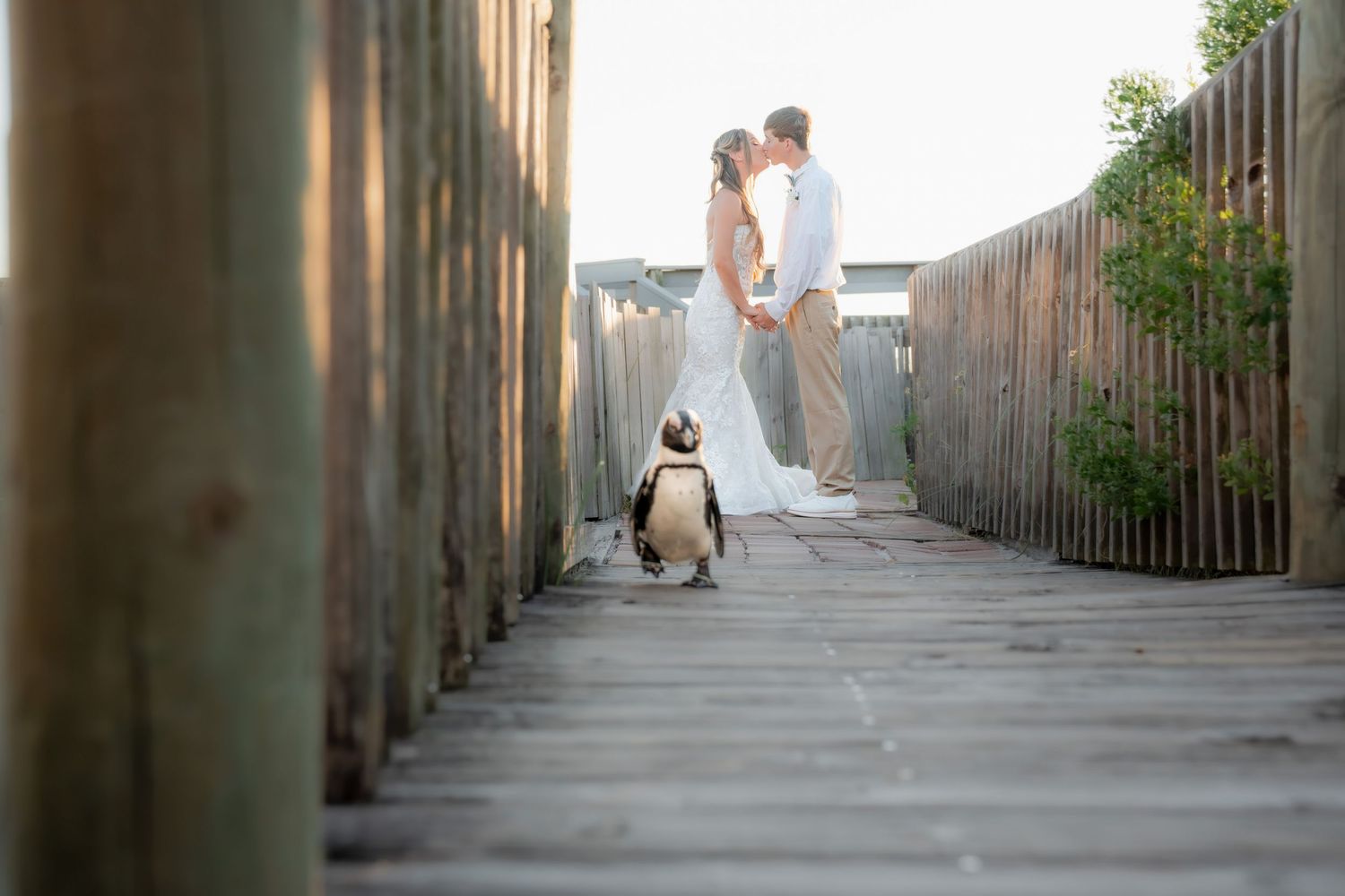 A penguin walks toward a couple sharing a kiss on a wooden boardwalk during their beach wedding ceremony.