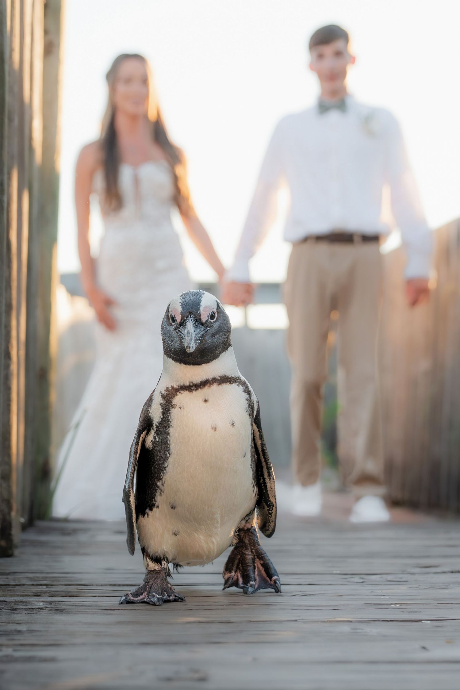 A penguin walks on a wooden boardwalk as a bride and groom hold hands in the blurred background.