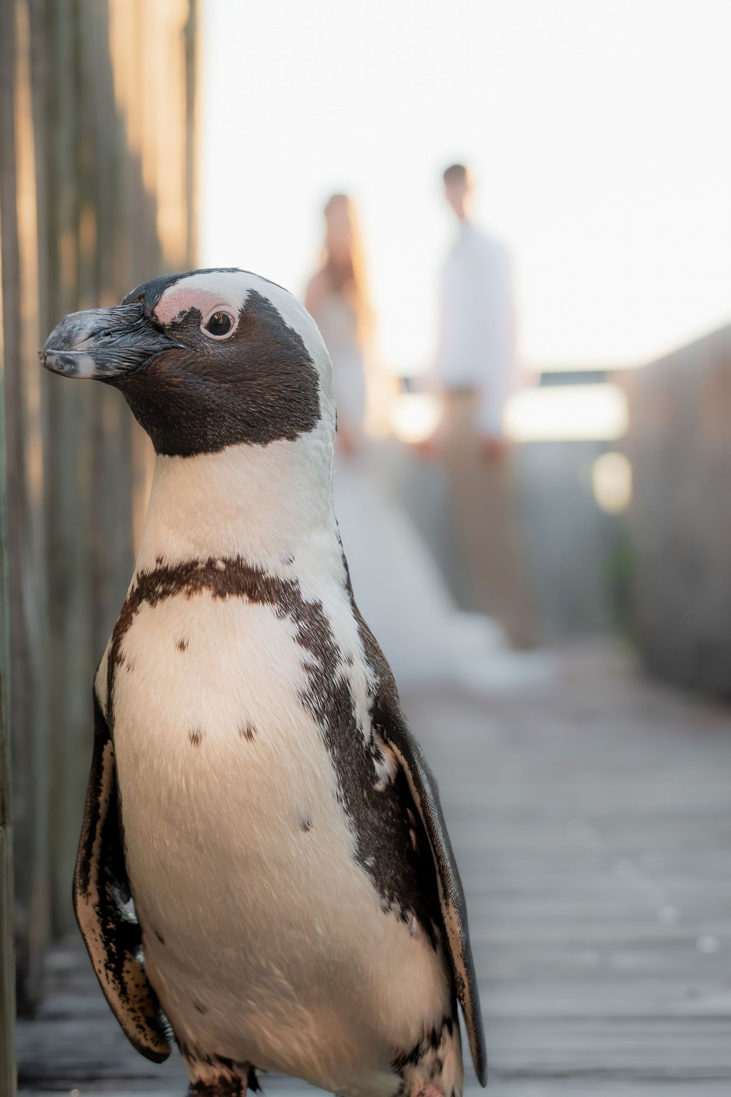 African penguin posing on wooden boardwalk with blurred couple in wedding attire in background.
