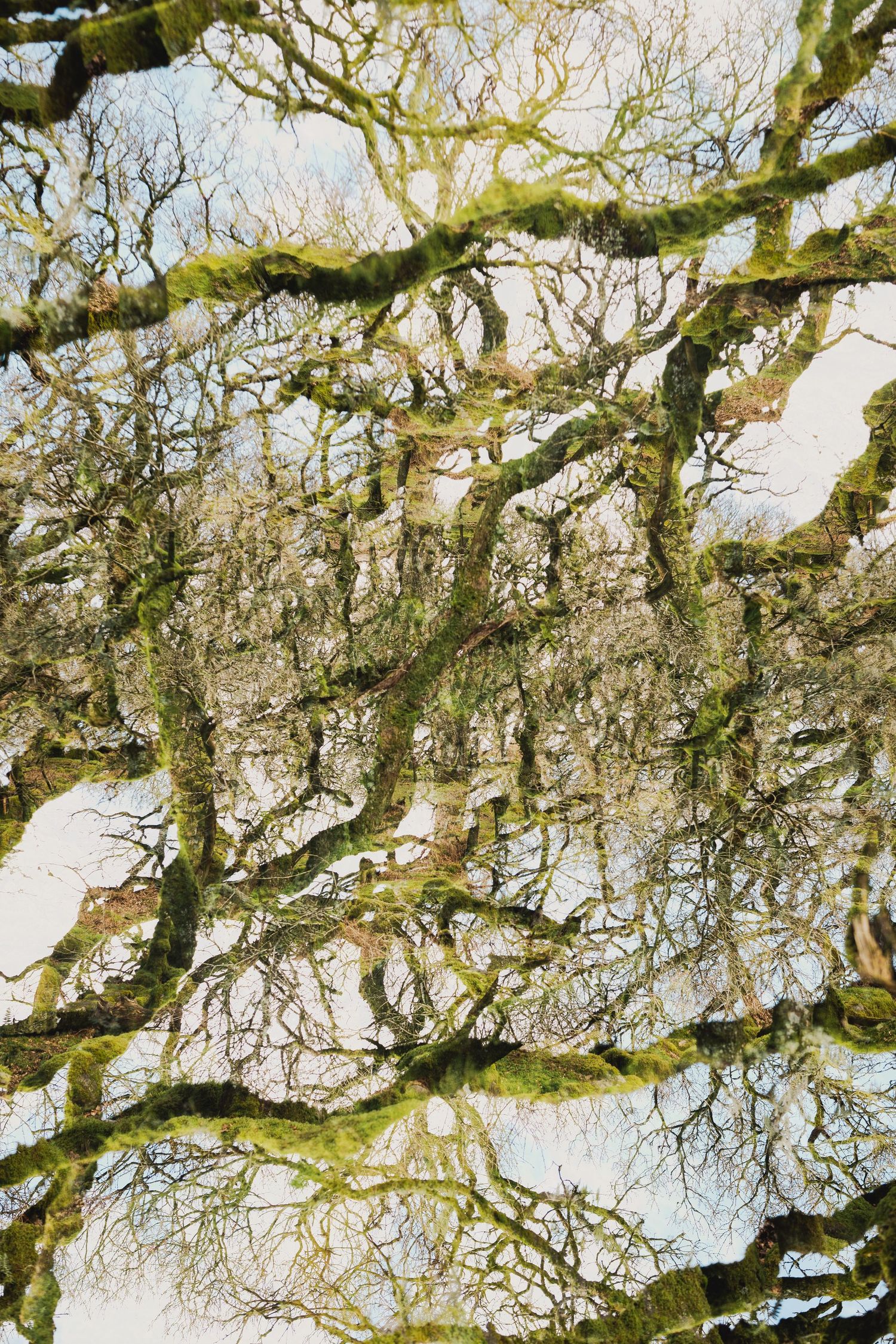 Tree branches