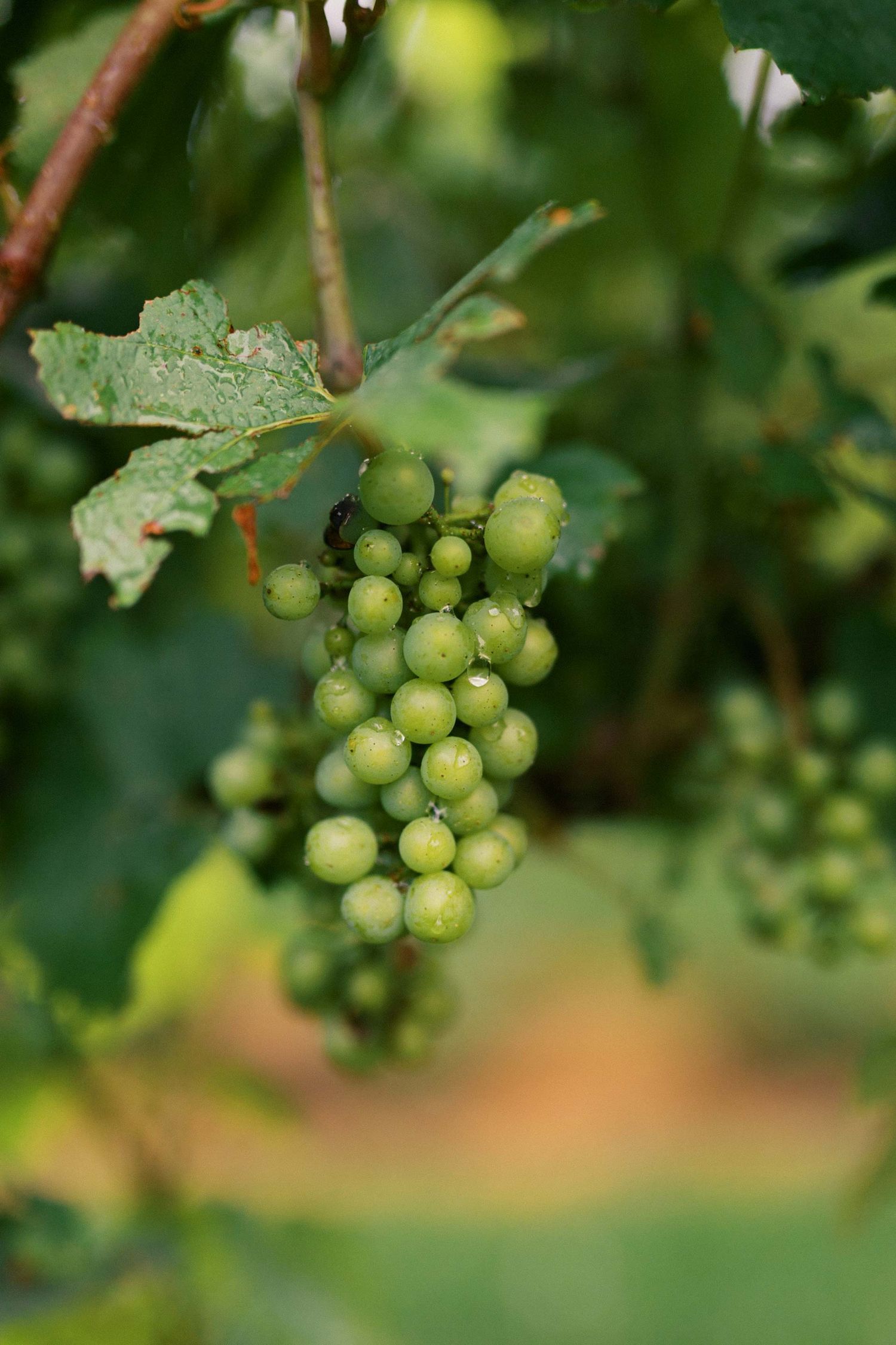 Clusters of young green grapes growing on grapevines in a vineyard with soft bokeh background effect.