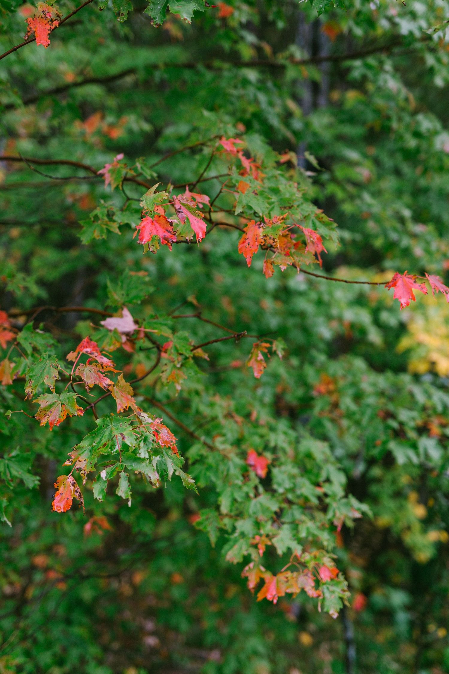 Maple tree branches with early autumn leaves showing hints of red and orange against lush green foliage.