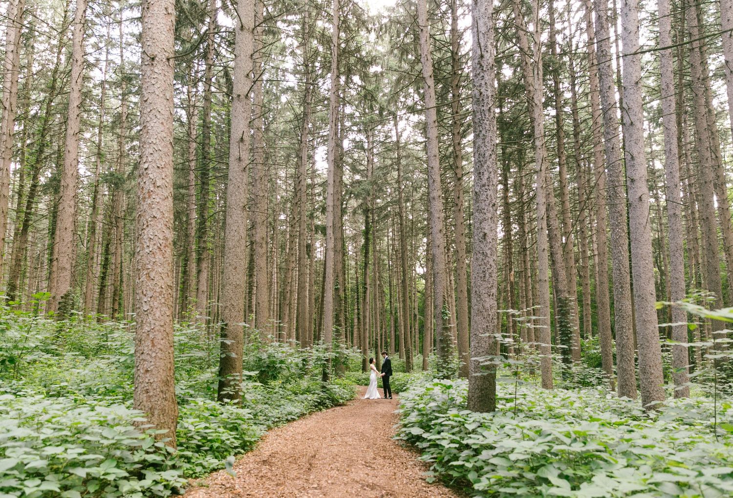 A winding forest path leads through tall evergreen trees in a misty woodland setting.