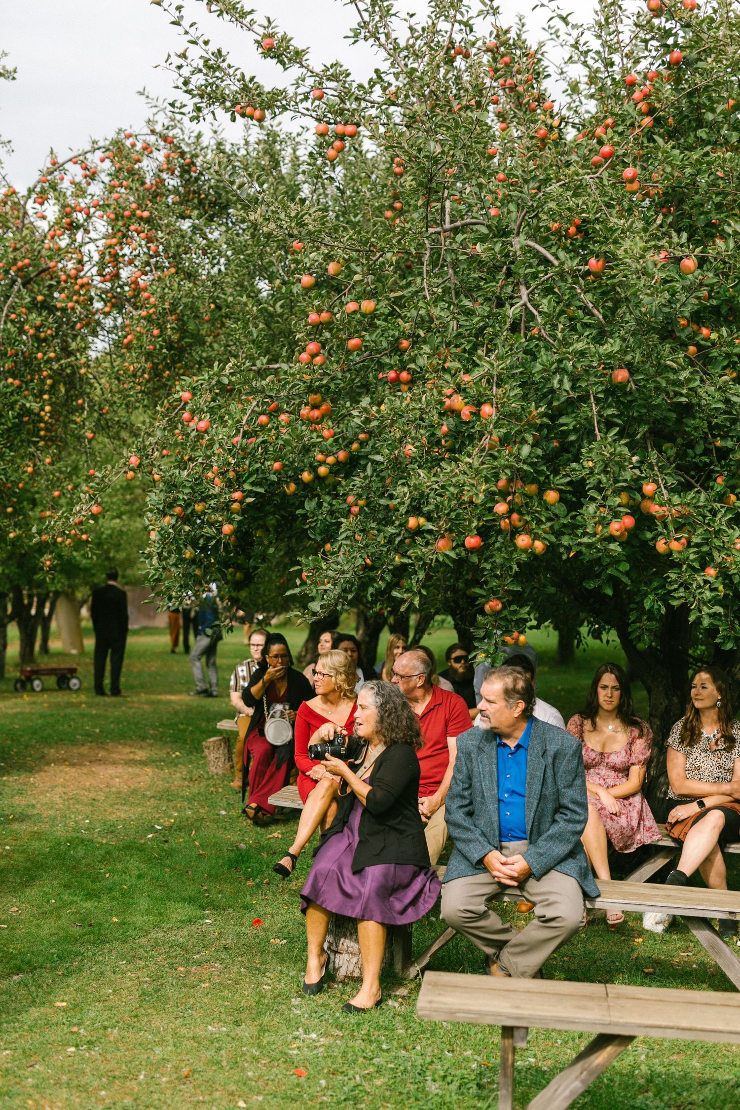 A group gathers on benches for a wedding ceremony beneath apple trees laden with ripe fruit in an orchard setting.