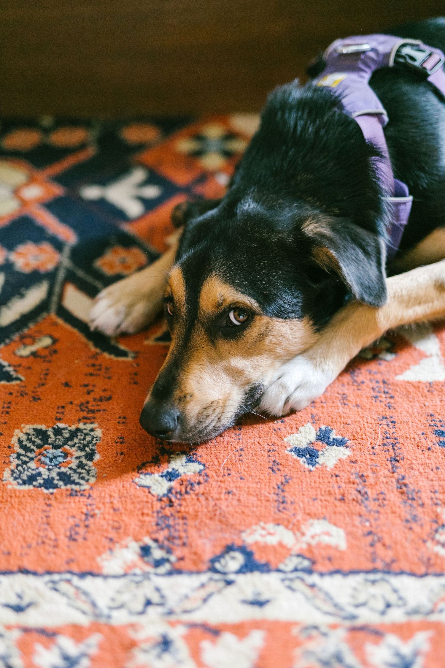 Dog lying on colorful patterned rug looks at camera with expressive eyes.
