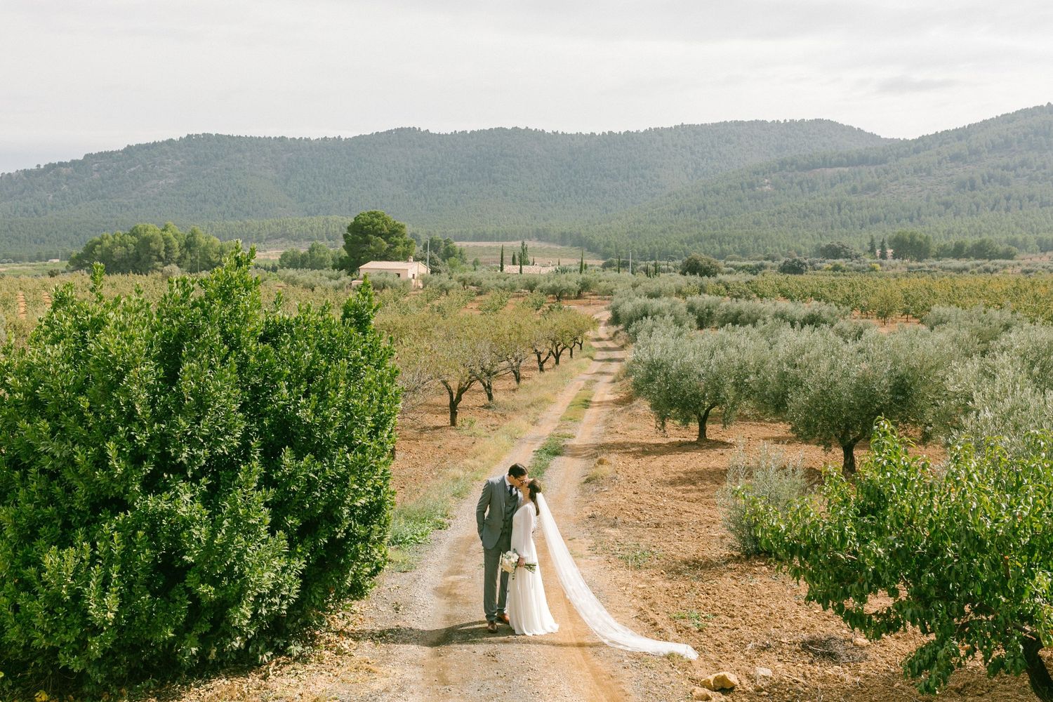 A couple shares a moment between rows of olive trees in a scenic countryside landscape. Spain destination wedding photographer.