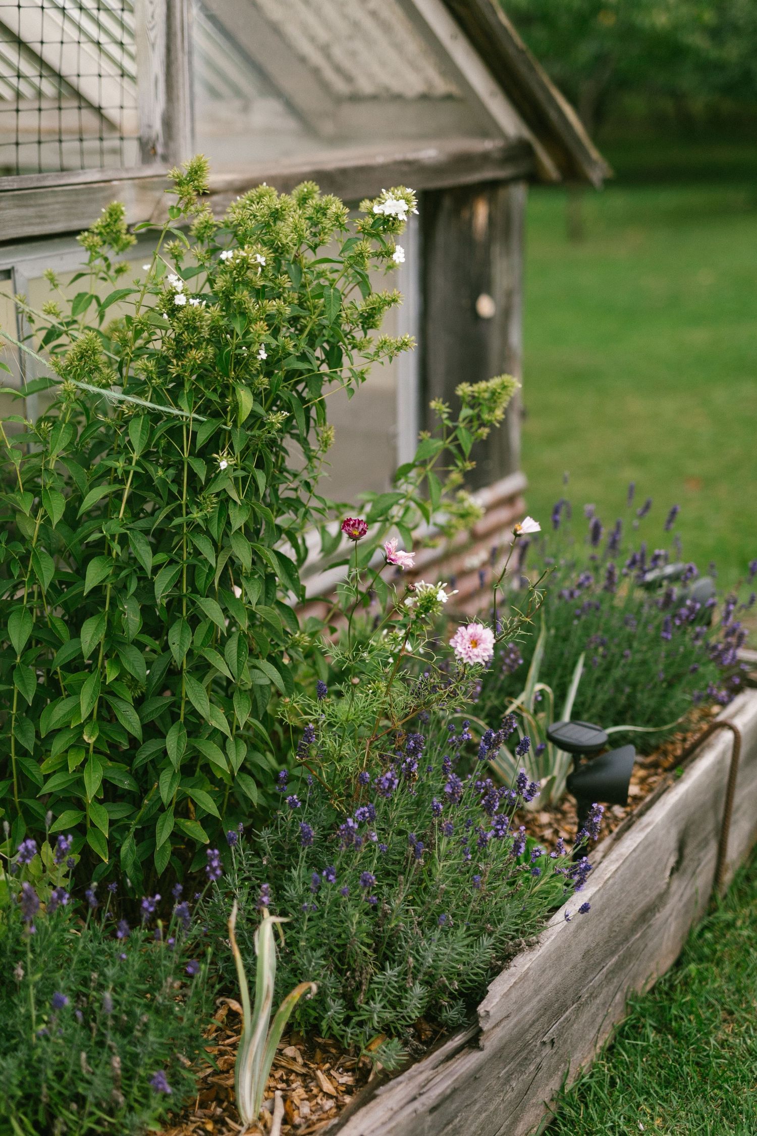 Rustic wooden planter box filled with blooming lavender and wildflowers against weathered garden shed.