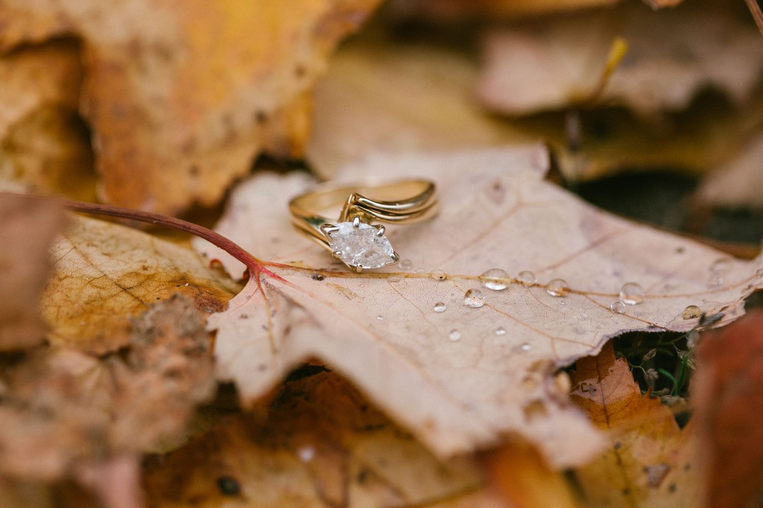 Diamond engagement ring rests on a fallen autumn maple leaf covered in dewdrops.