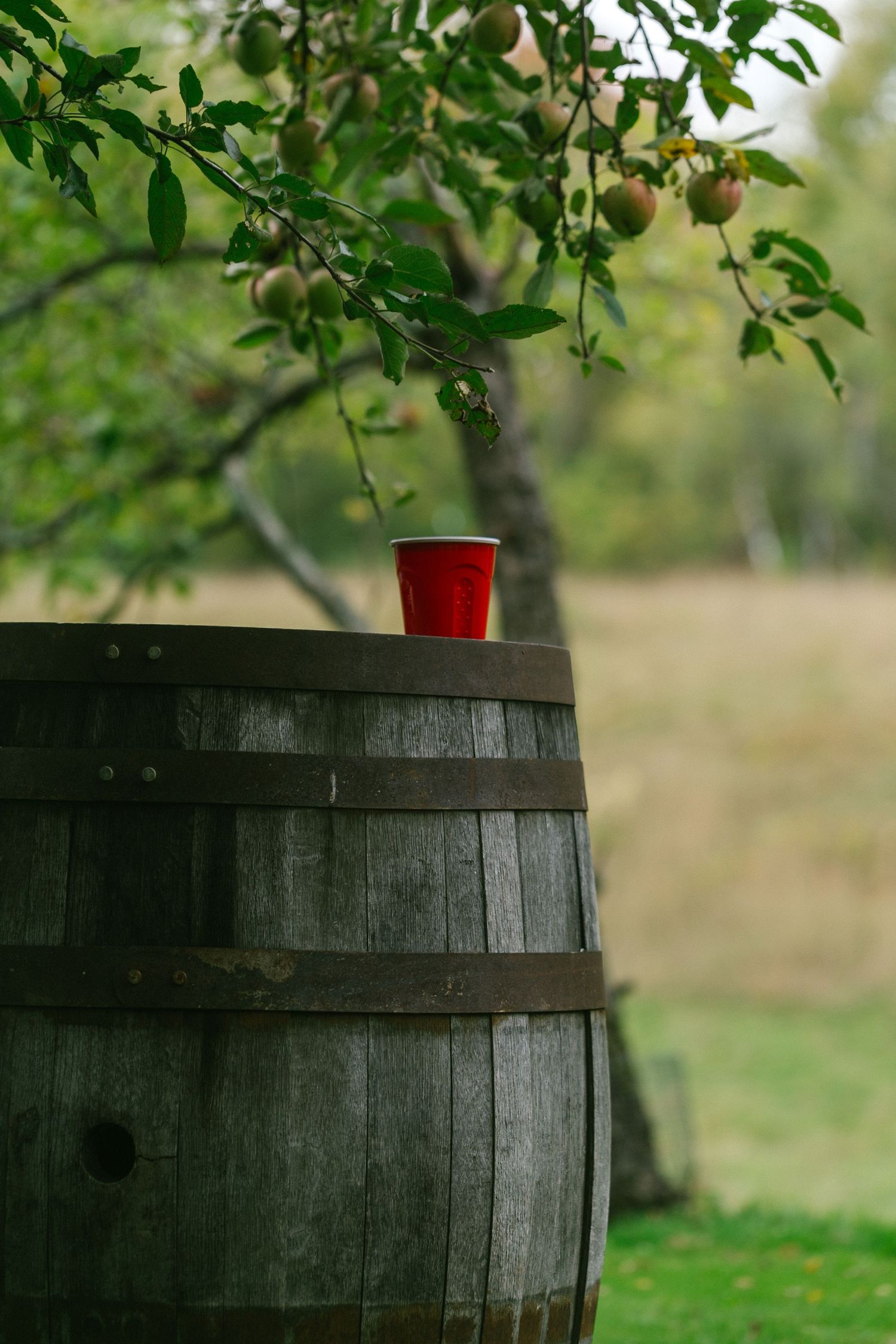 A red plastic cup sits atop a wooden wine barrel beneath a fruit tree in an outdoor orchard setting.