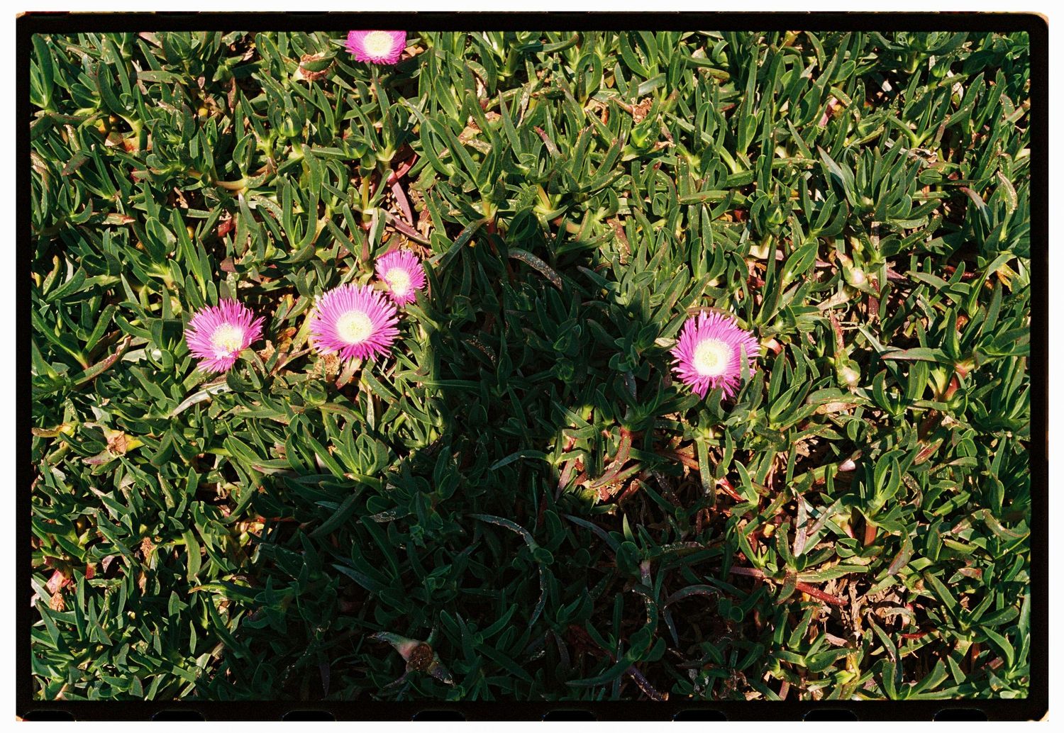 Shadow of a person cast over green ground cover plants with blooming pink flowers in a garden.
