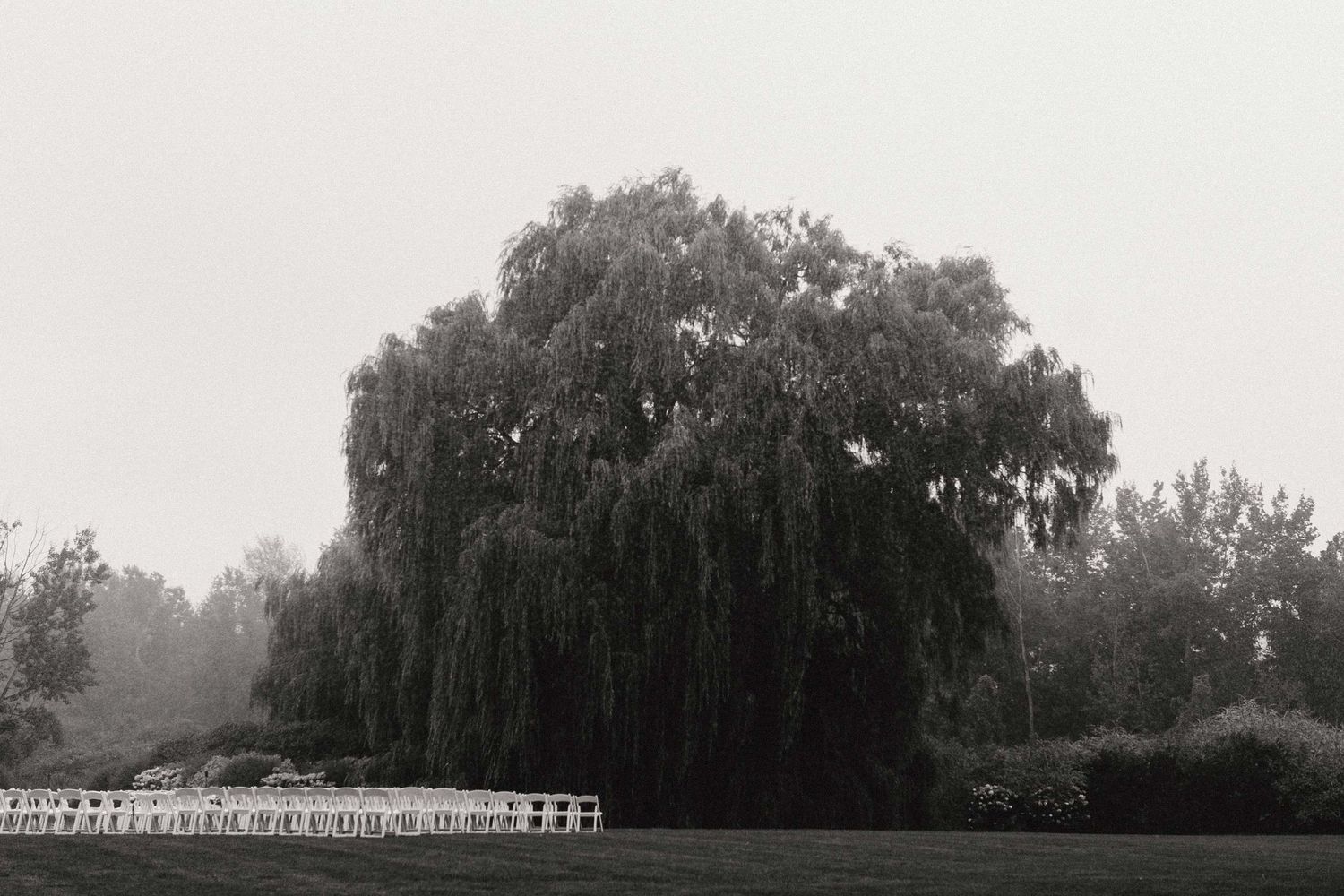 A black and white panoramic photograph showing rain fall over an outdoor wedding ceremony scene and large willow tree.