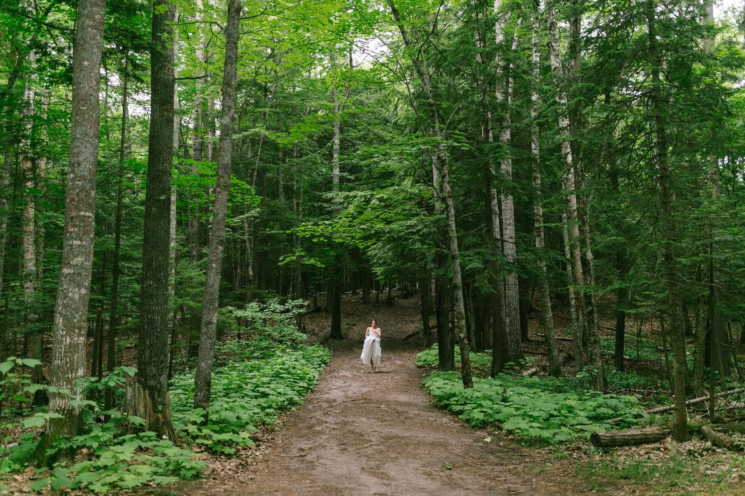 A white dog walks alone on a dirt path through a lush green forest setting with tall trees.