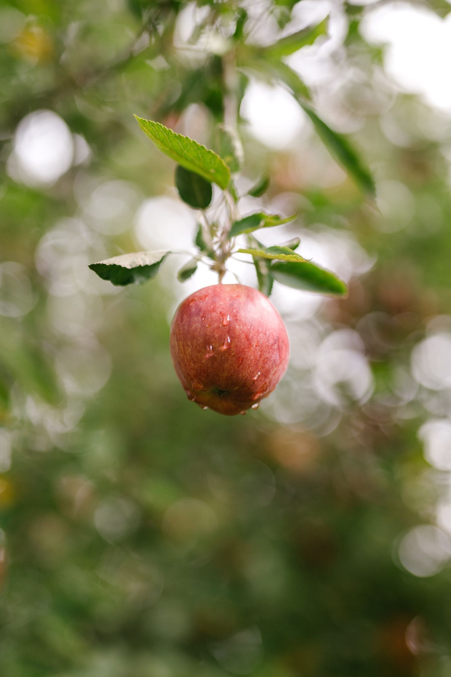 A ripe red apple hanging from a tree branch with soft bokeh background and green leaves in natural light.