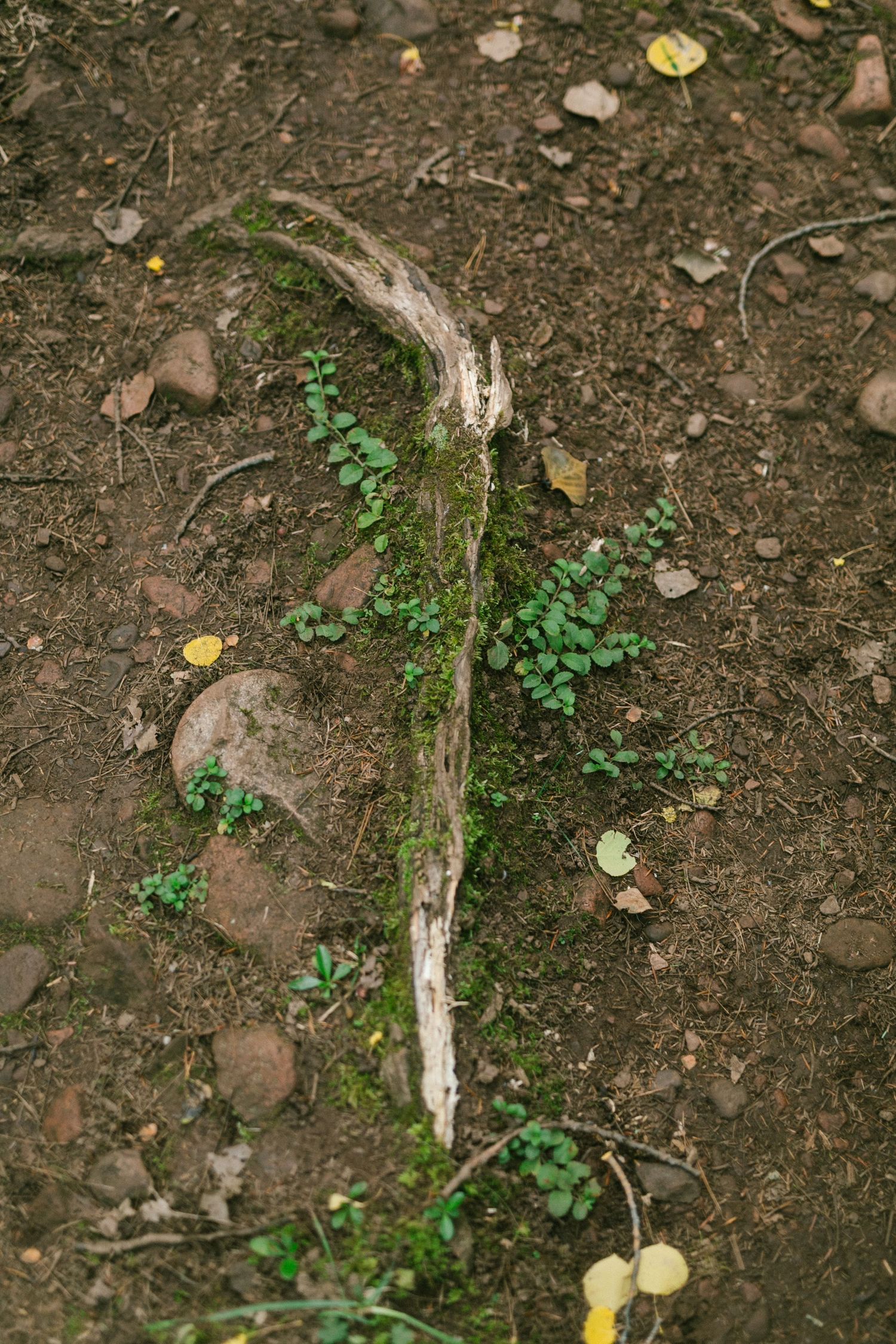 Small green plant sprouting next to weathered piece of driftwood on dark soil with scattered stones and leaves.