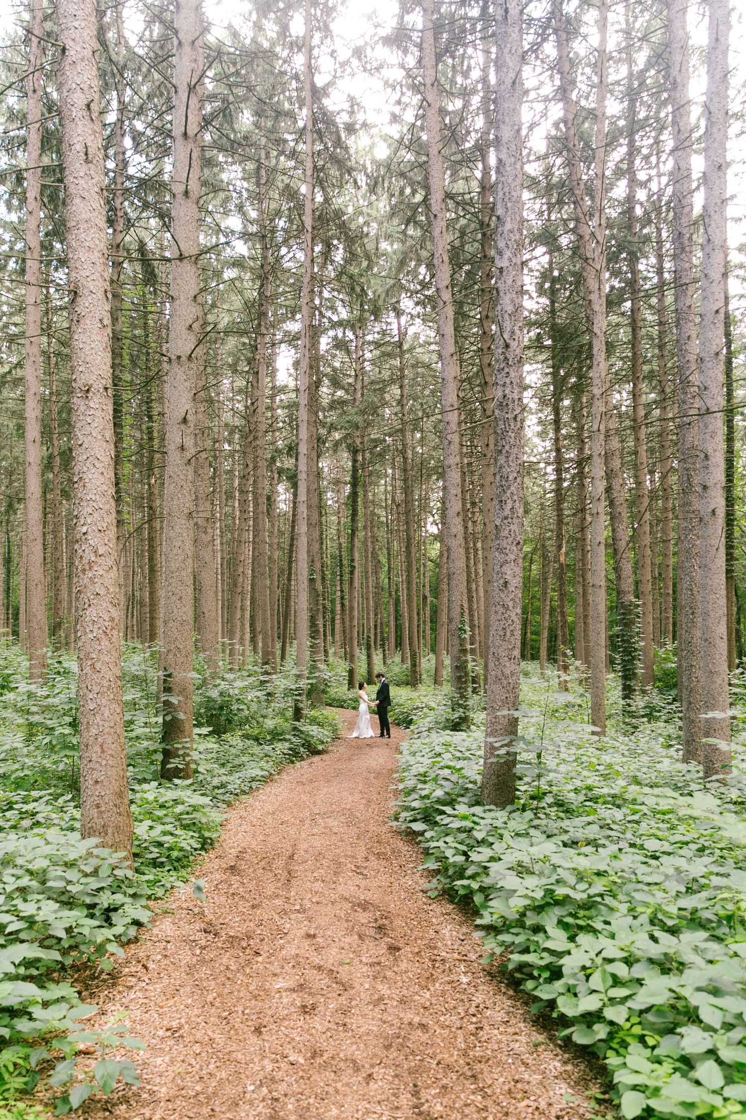Bride and groom standing together on a winding woodland path surrounded by tall trees.