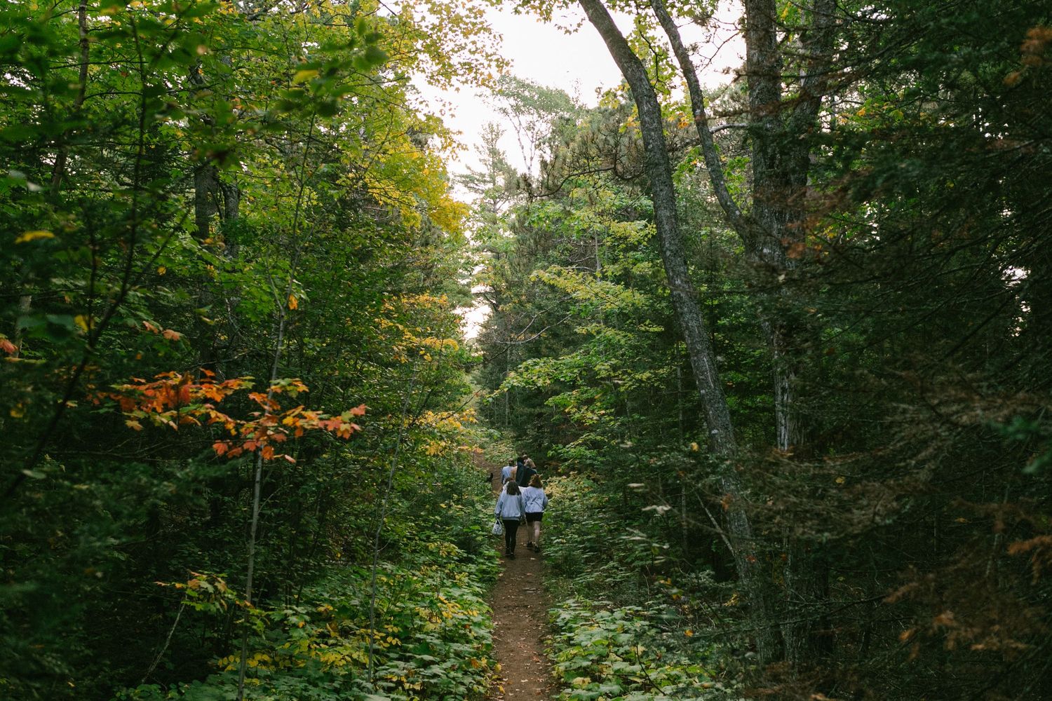 Bridesmaids walks down scenic forest trail surrounded by lush green trees.